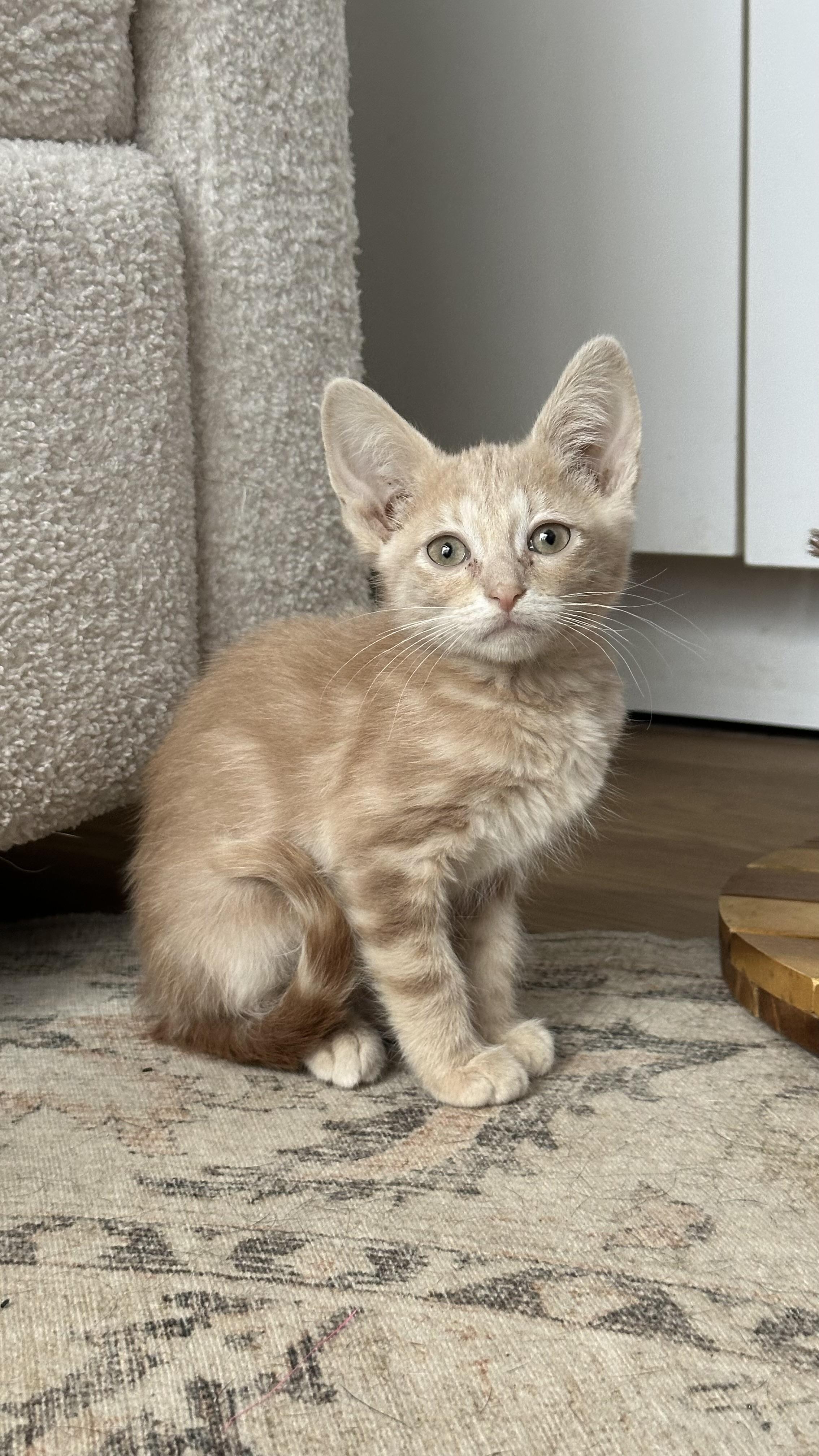 Enlarge Tomato, a Adoptable mixed breed in Crystal Lake, IL image 2/3