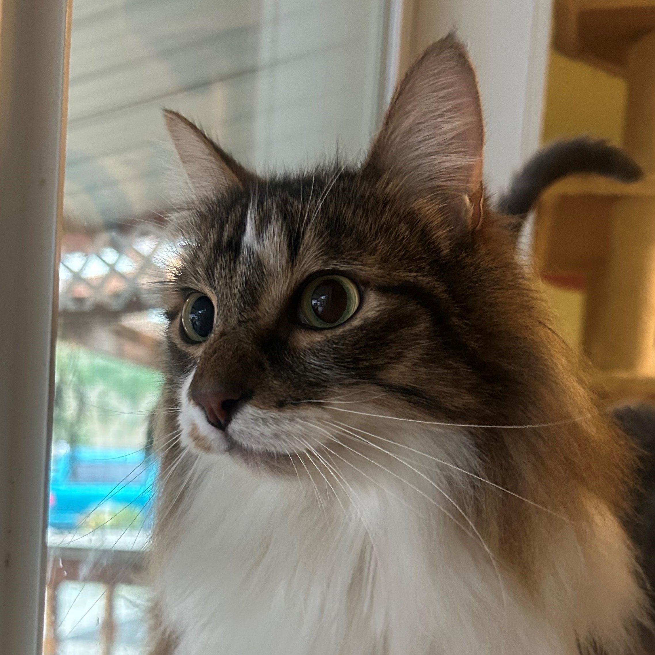 Beans, adopted, Adult Male Maine Coon & Domestic Long Hair.