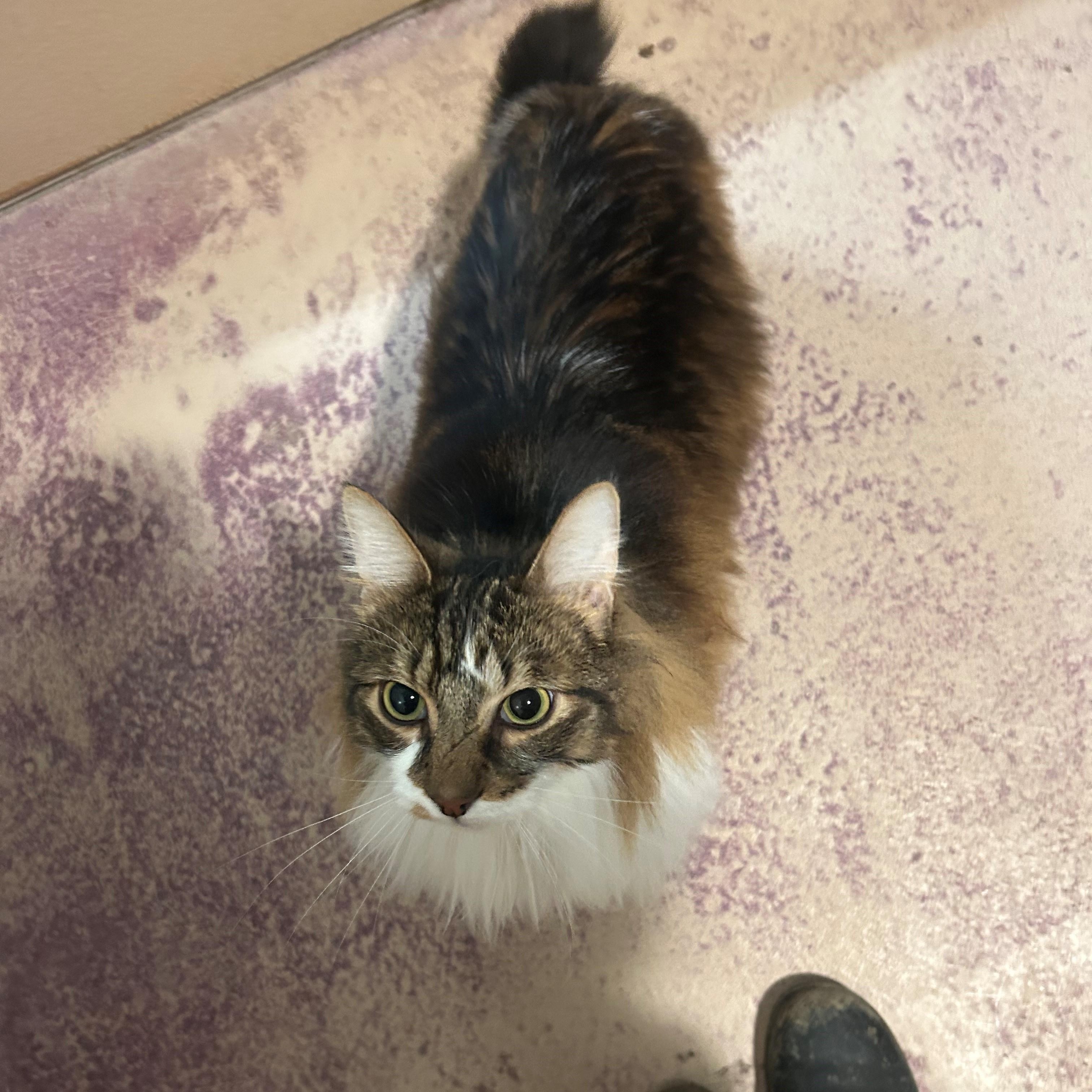 Enlarge Beans, an adopted mixed breed in Quilcene, WA image 2/3