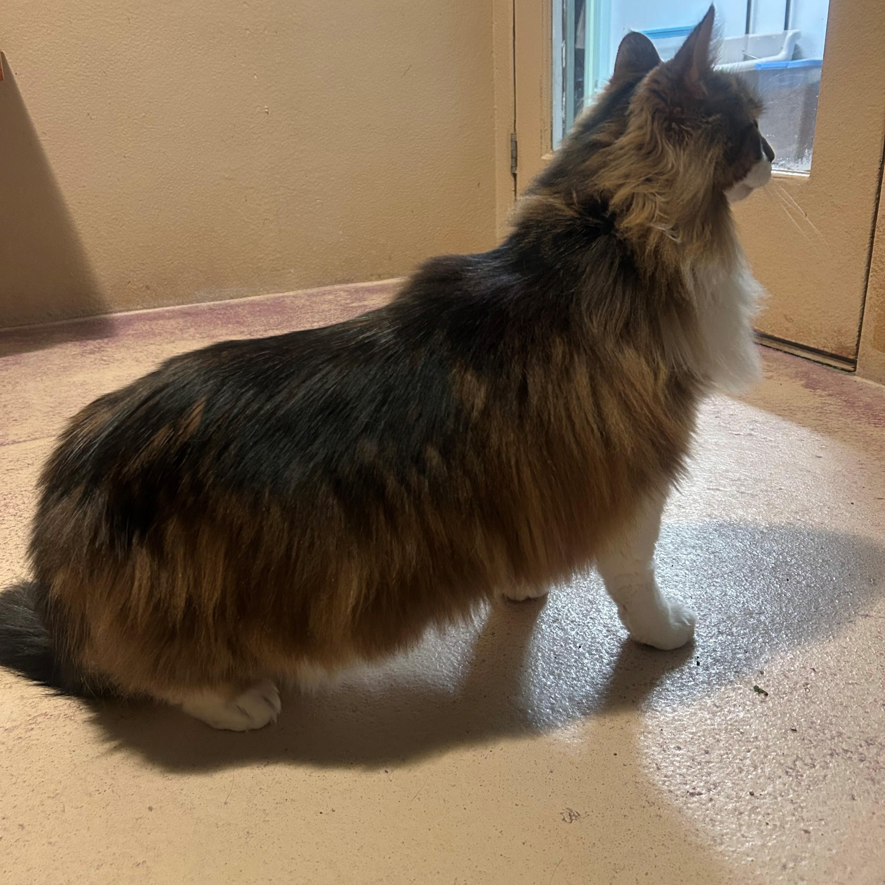 Enlarge Beans, an adopted mixed breed in Quilcene, WA image 3/3