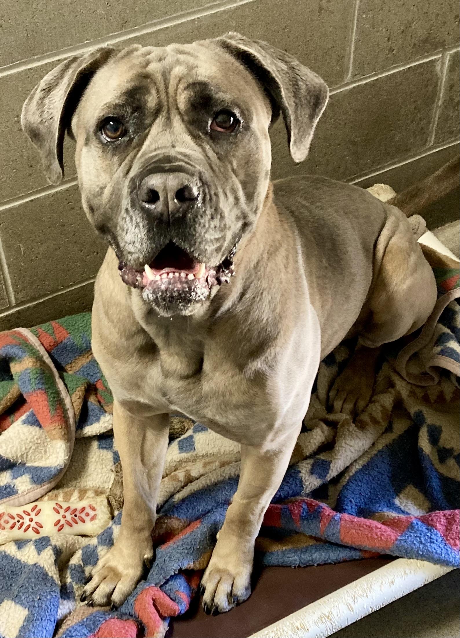 Coralista, ADOPTABLE, Adult Female Mastiff.