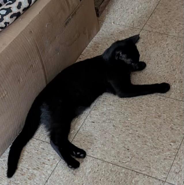 Narve, Adoptable, Young Male Domestic Short Hair.