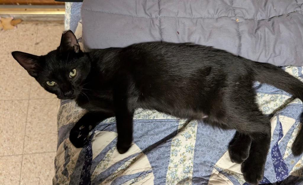 Narve, Adoptable, Kitten Male Domestic Short Hair.