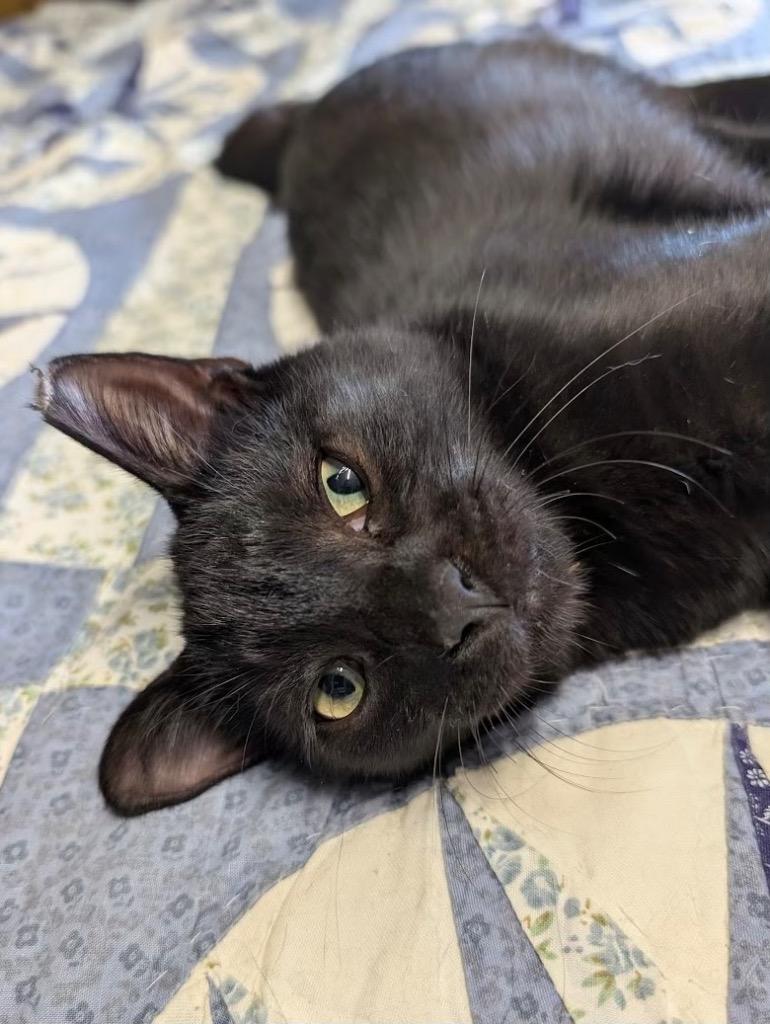 Enlarge Narve, a Adoptable mixed breed in San Antonio, TX image 2/5