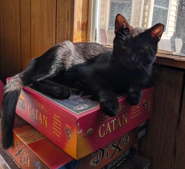 Enlarge Narve, a Adoptable mixed breed in San Antonio, TX image 5/5