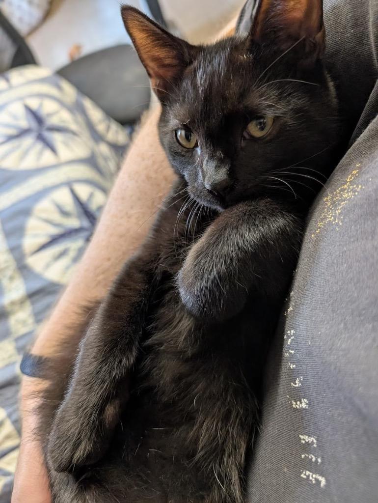 Enlarge Narve, a Adoptable mixed breed in San Antonio, TX image 5/5