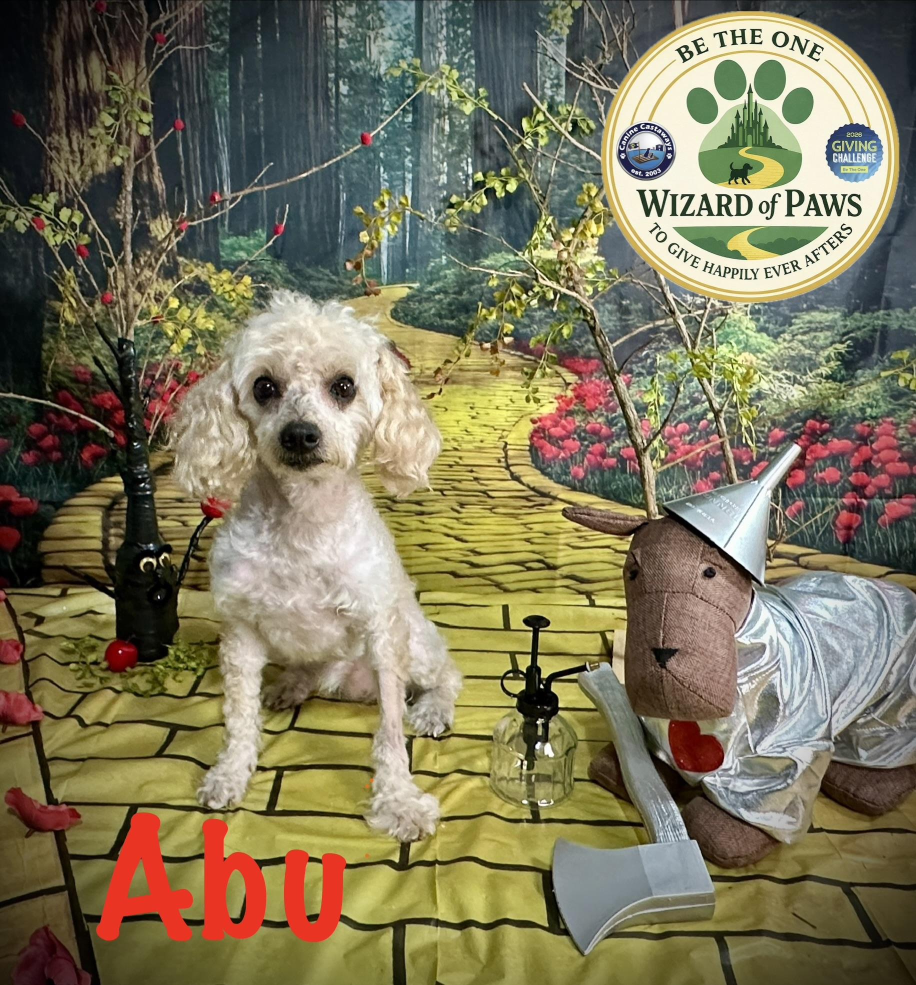 Enlarge Abu, a ADOPTABLE Poodle (Toy) in Arcadia, FL image 4/4