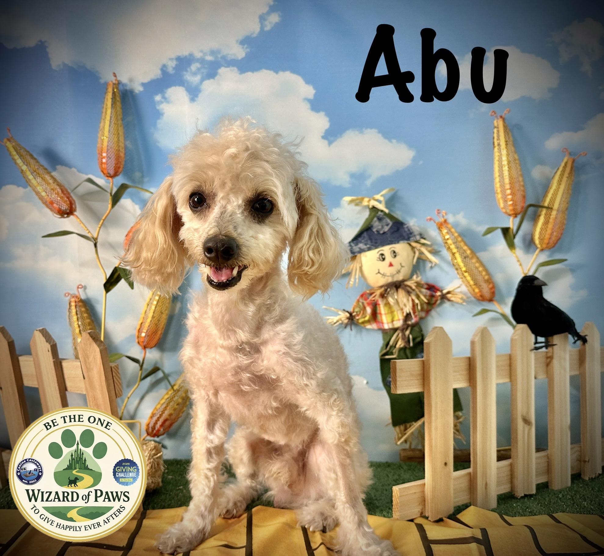 Enlarge Abu, a ADOPTABLE Poodle (Toy) in Arcadia, FL image 3/4