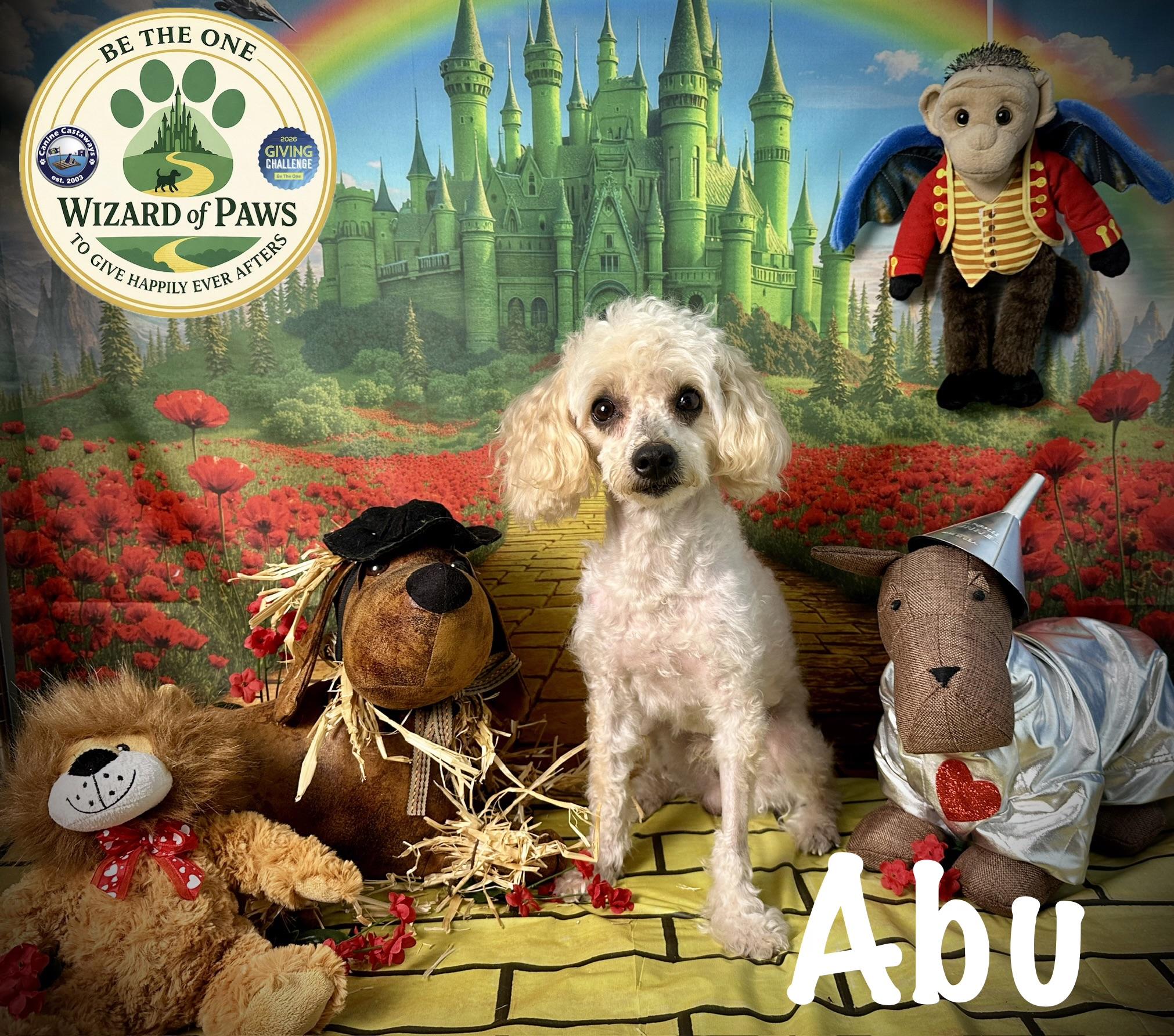 Enlarge Abu, a ADOPTABLE Poodle (Toy) in Arcadia, FL image 1/4