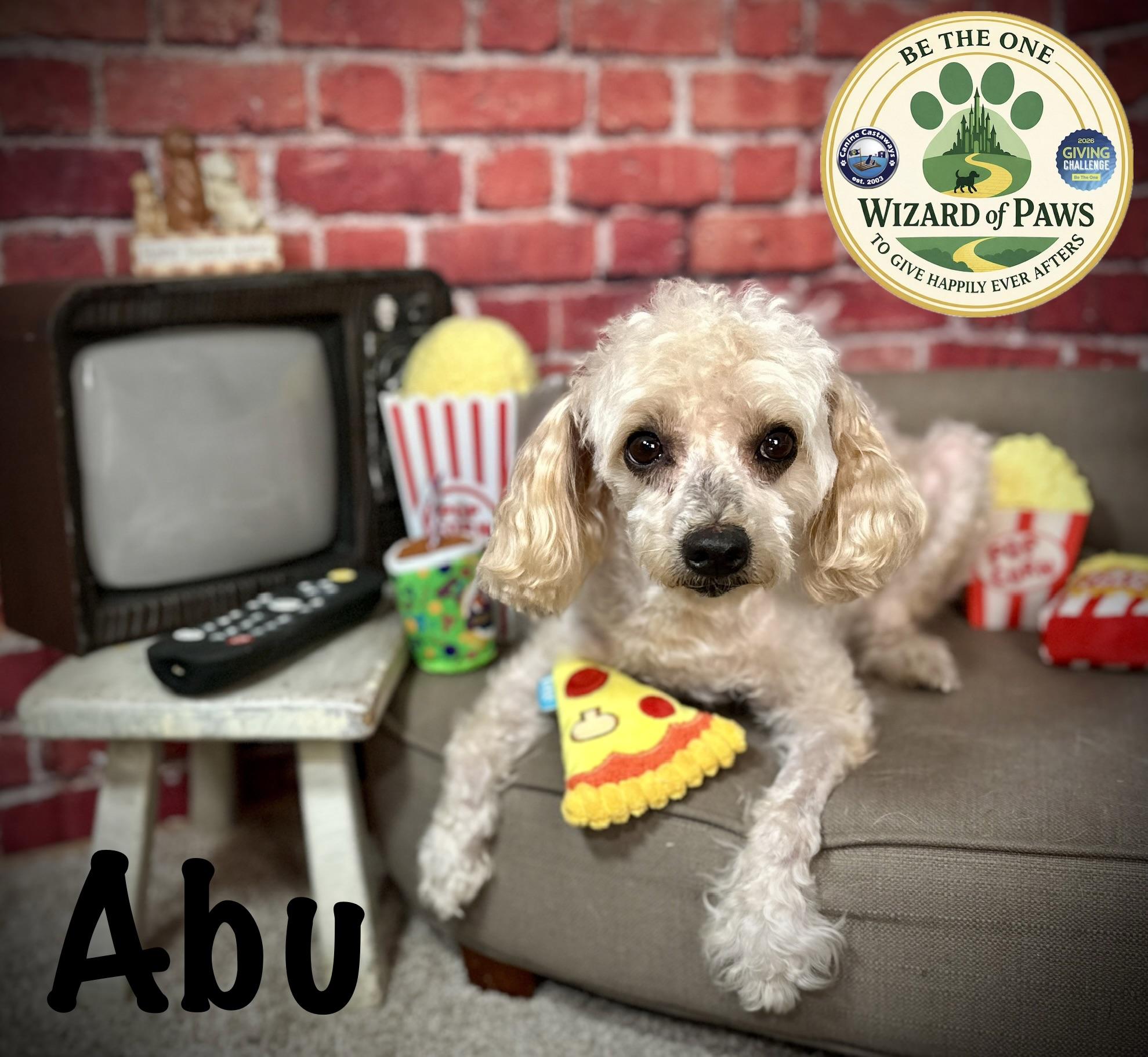 Enlarge Abu, a ADOPTABLE Poodle (Toy) in Arcadia, FL image 2/4
