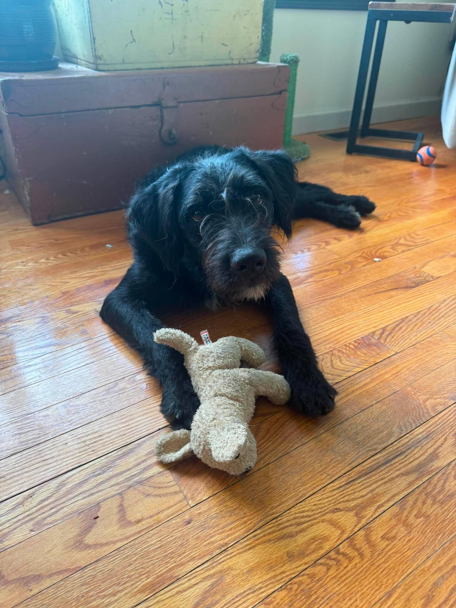 Smokey, adoptable, Adult Male Schnauzer & Poodle.