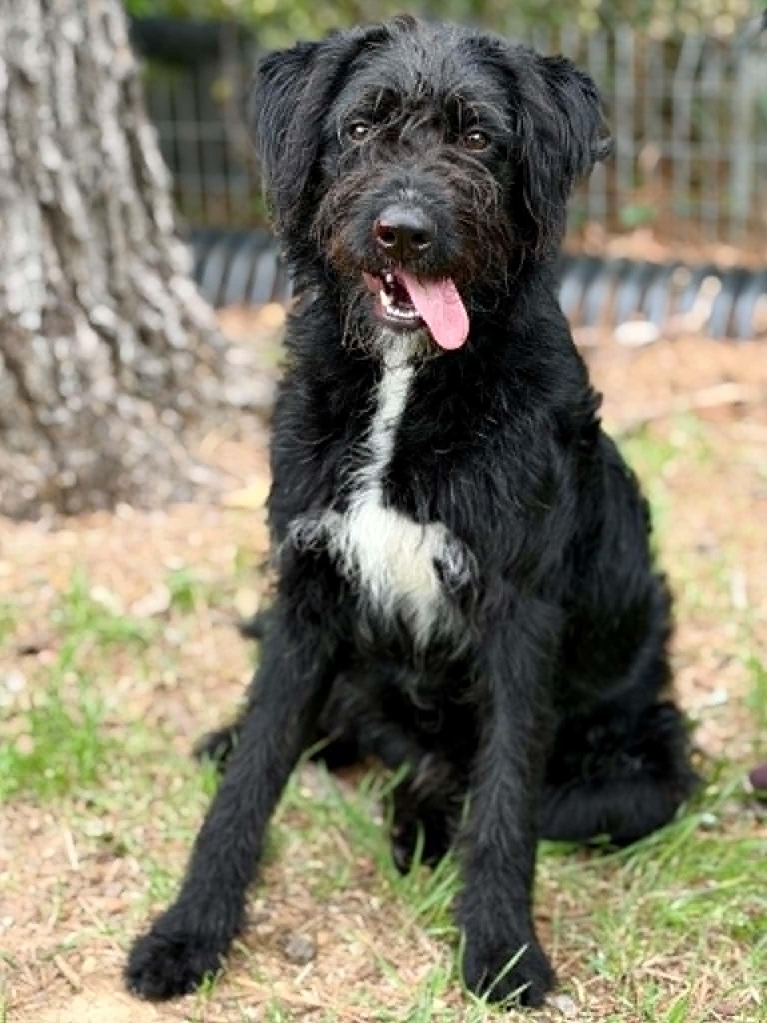 Enlarge Smokey, a ADOPTABLE mixed breed in Brunswick, ME image 1/2