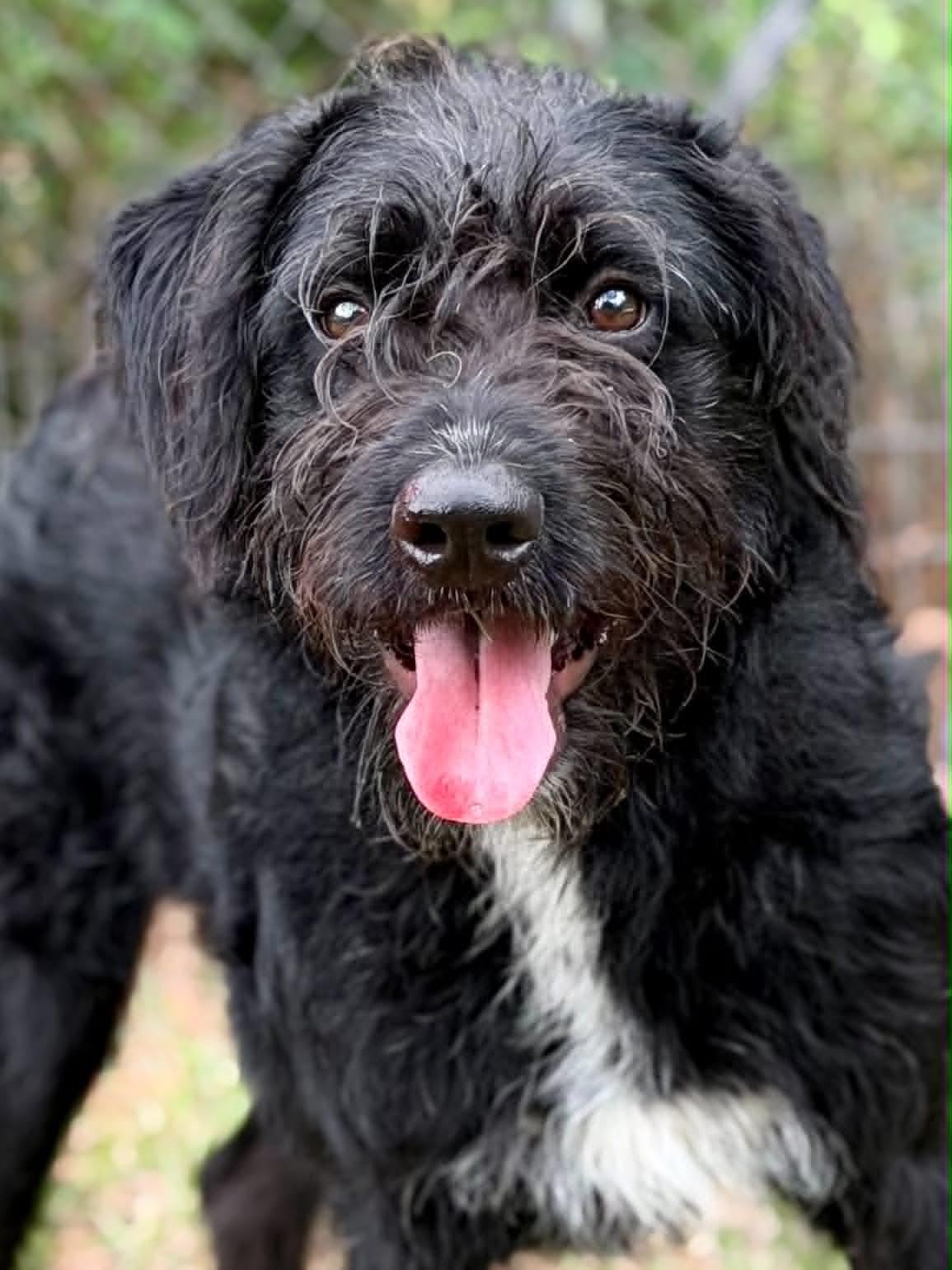 Enlarge Smokey, a ADOPTABLE mixed breed in Brunswick, ME image 2/2