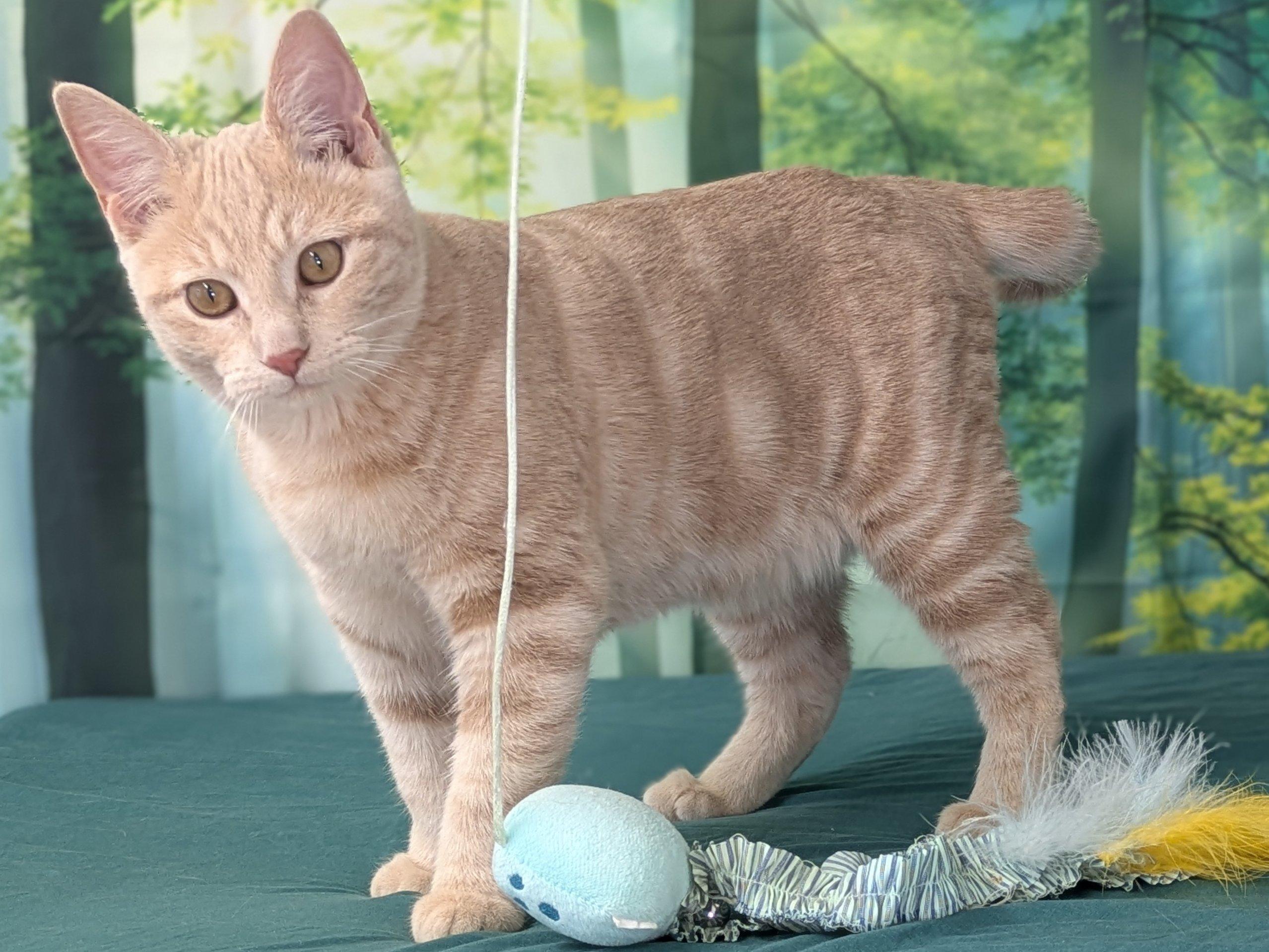 Enlarge Ghirardelli, an adopted mixed breed in North Bend, WA image 3/6