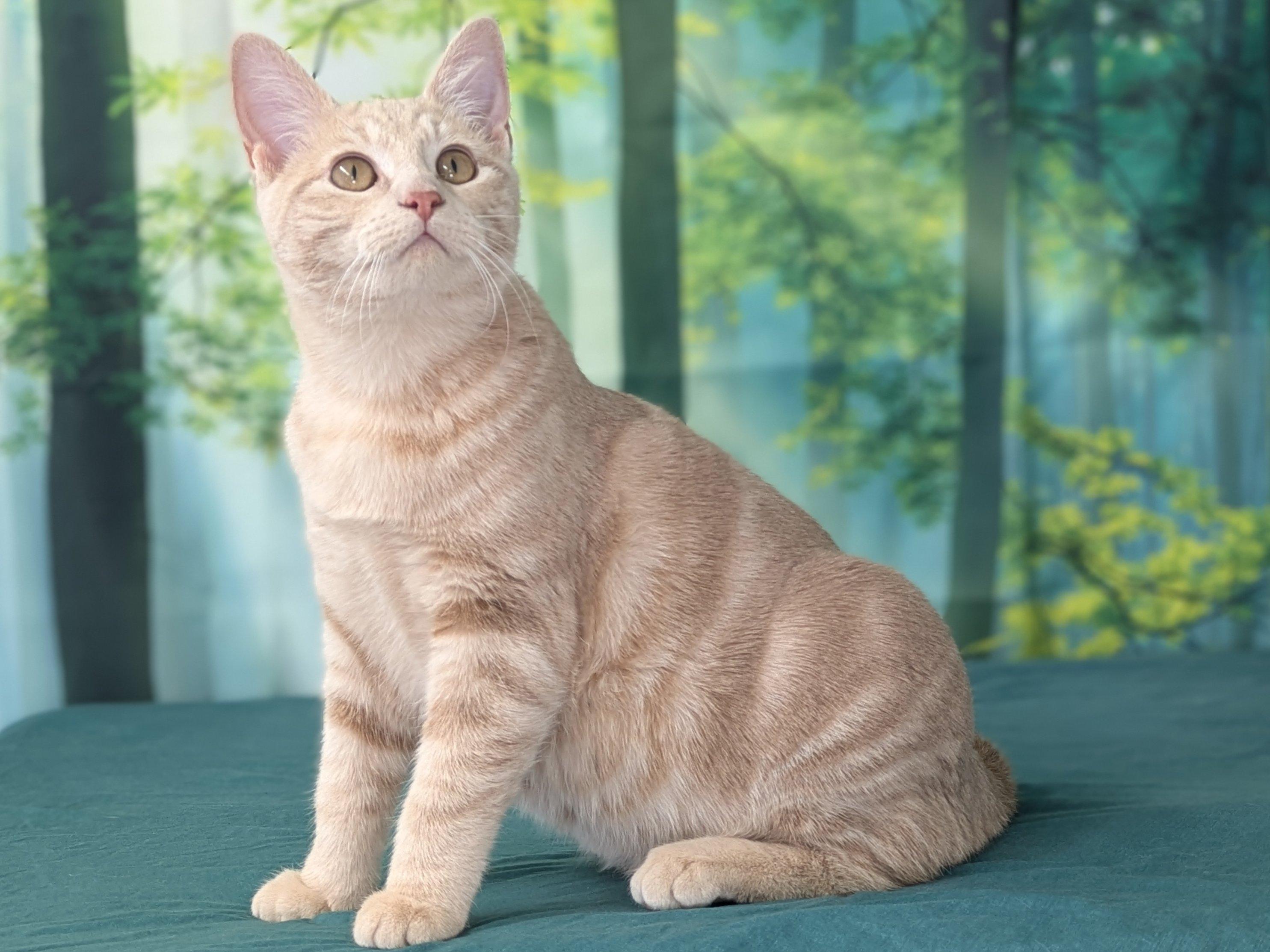 Enlarge Ghirardelli, an adopted mixed breed in North Bend, WA image 4/6