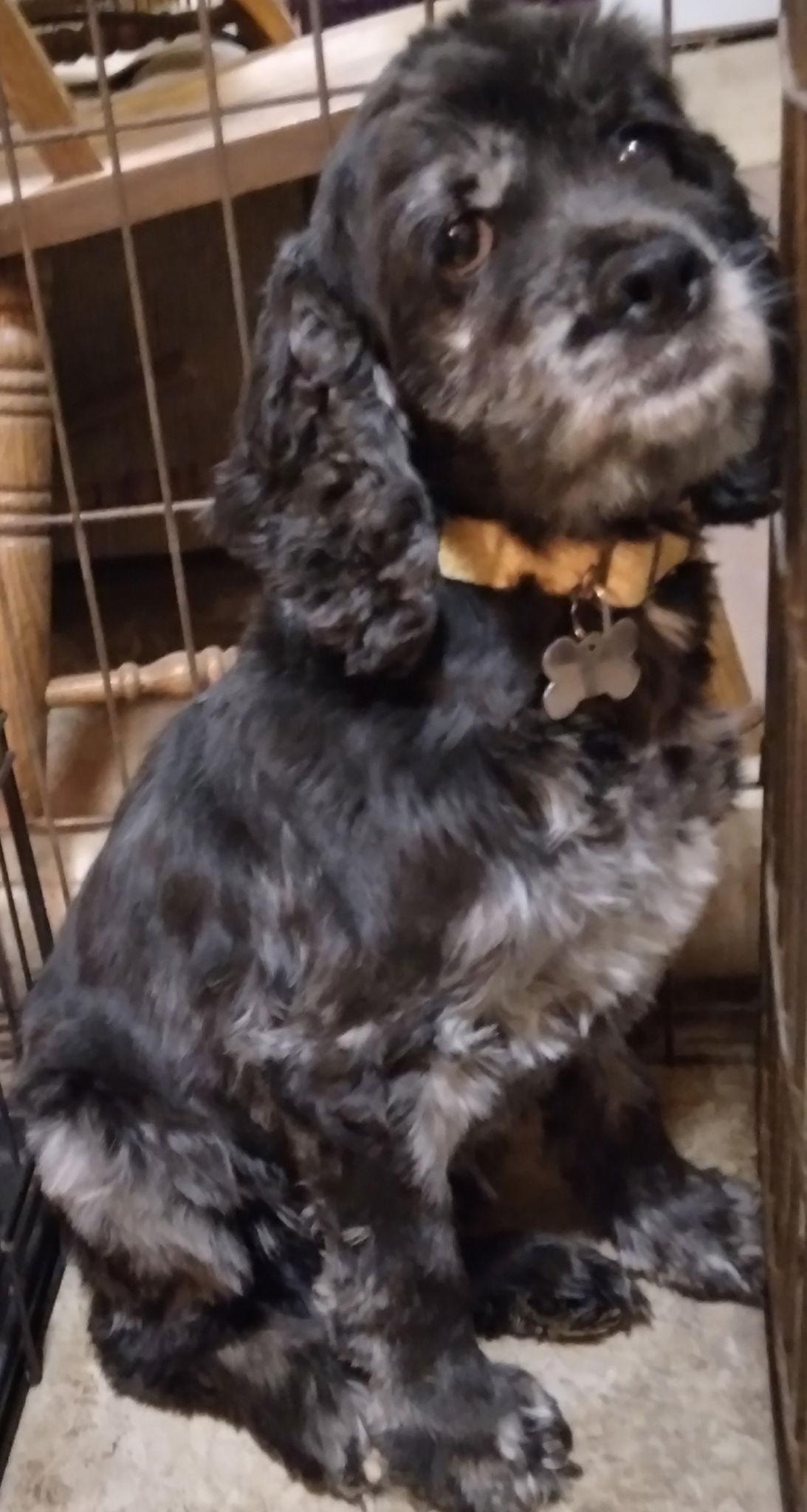 Enlarge Molly, a Adoptable Cocker Spaniel in Brandon, SD image 1/1