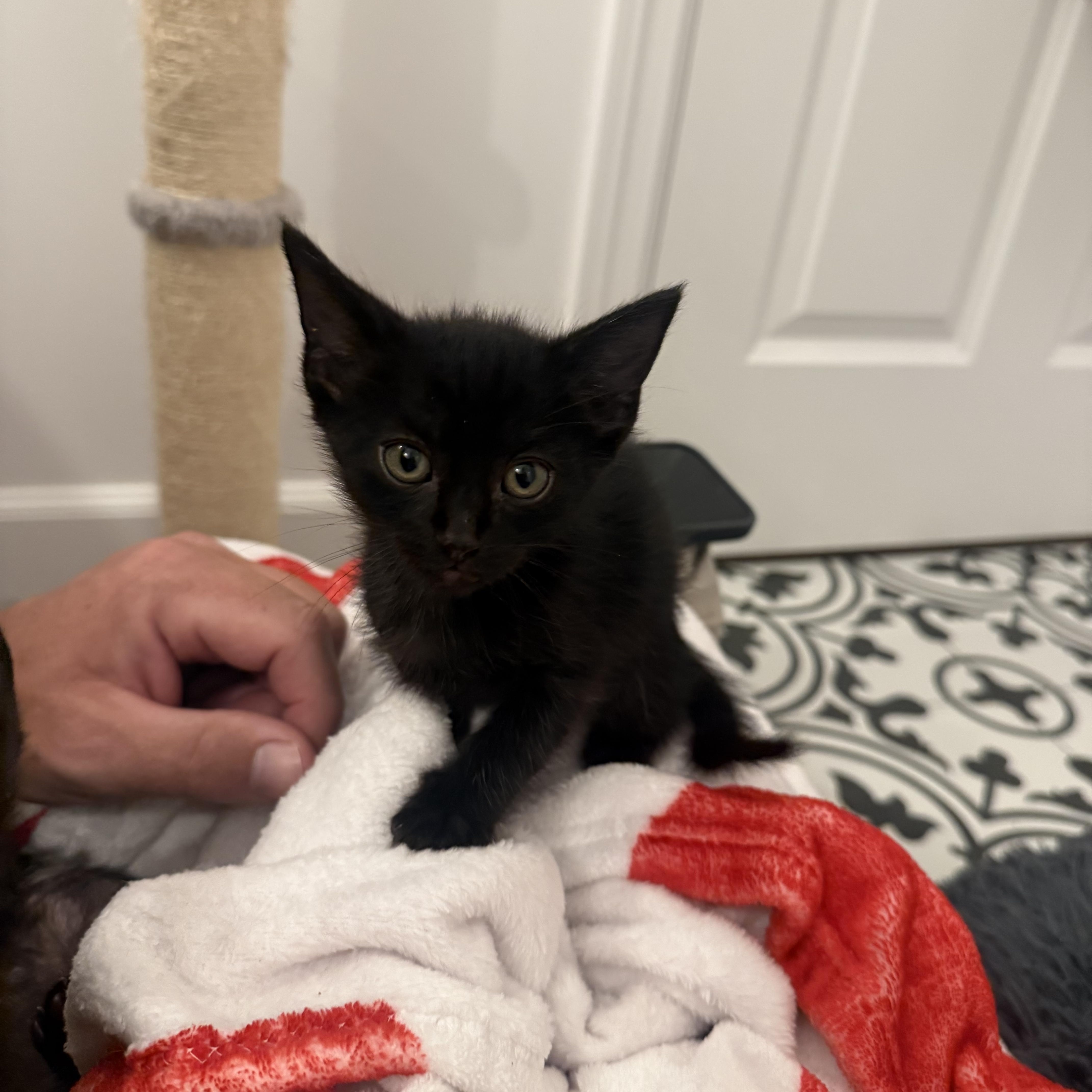 Enlarge Vader, a Adoptable Domestic Short Hair in Pacific Palisades, CA image 5/6