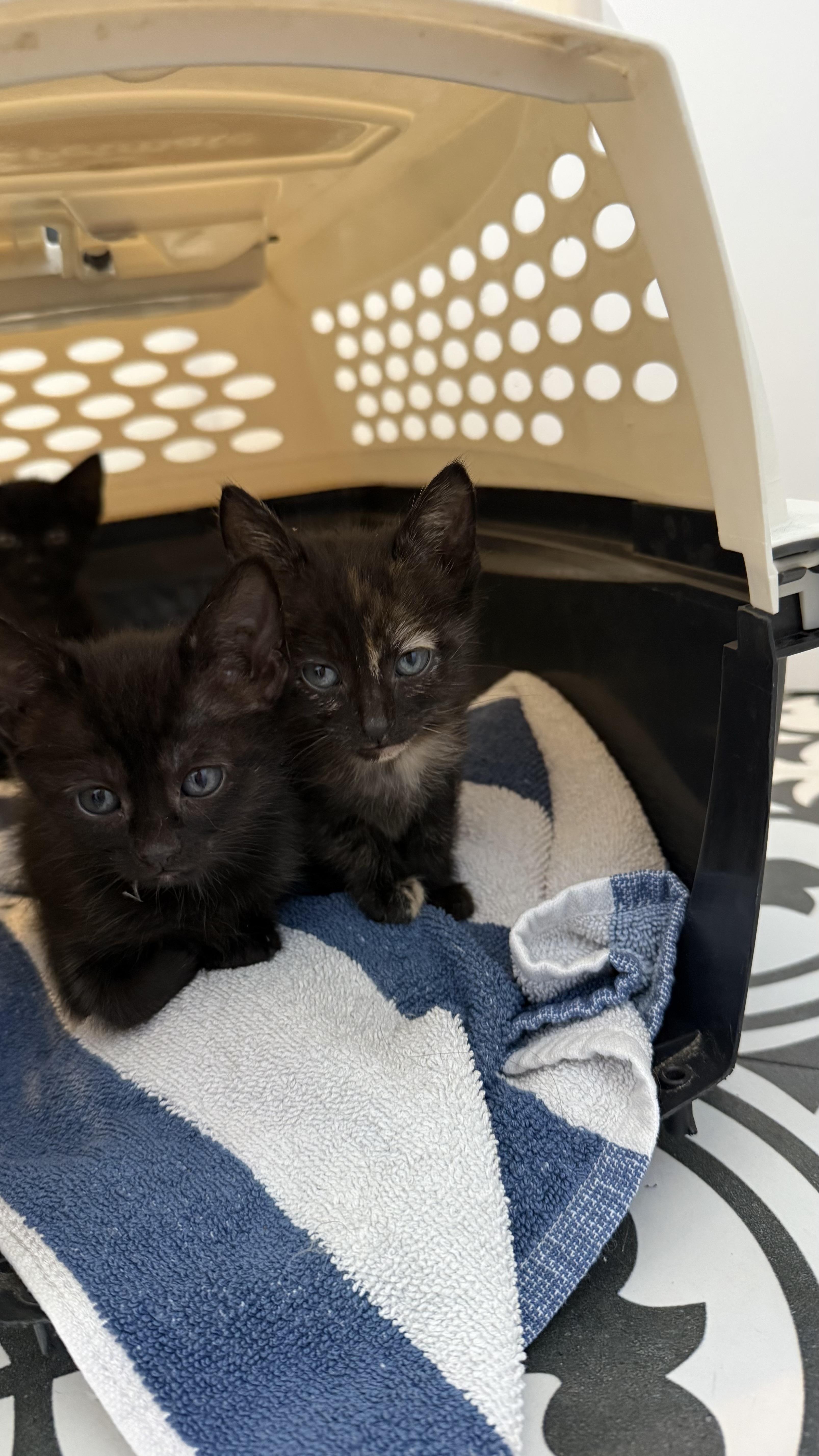 Enlarge Vader, a Adoptable Domestic Short Hair in Pacific Palisades, CA image 3/6