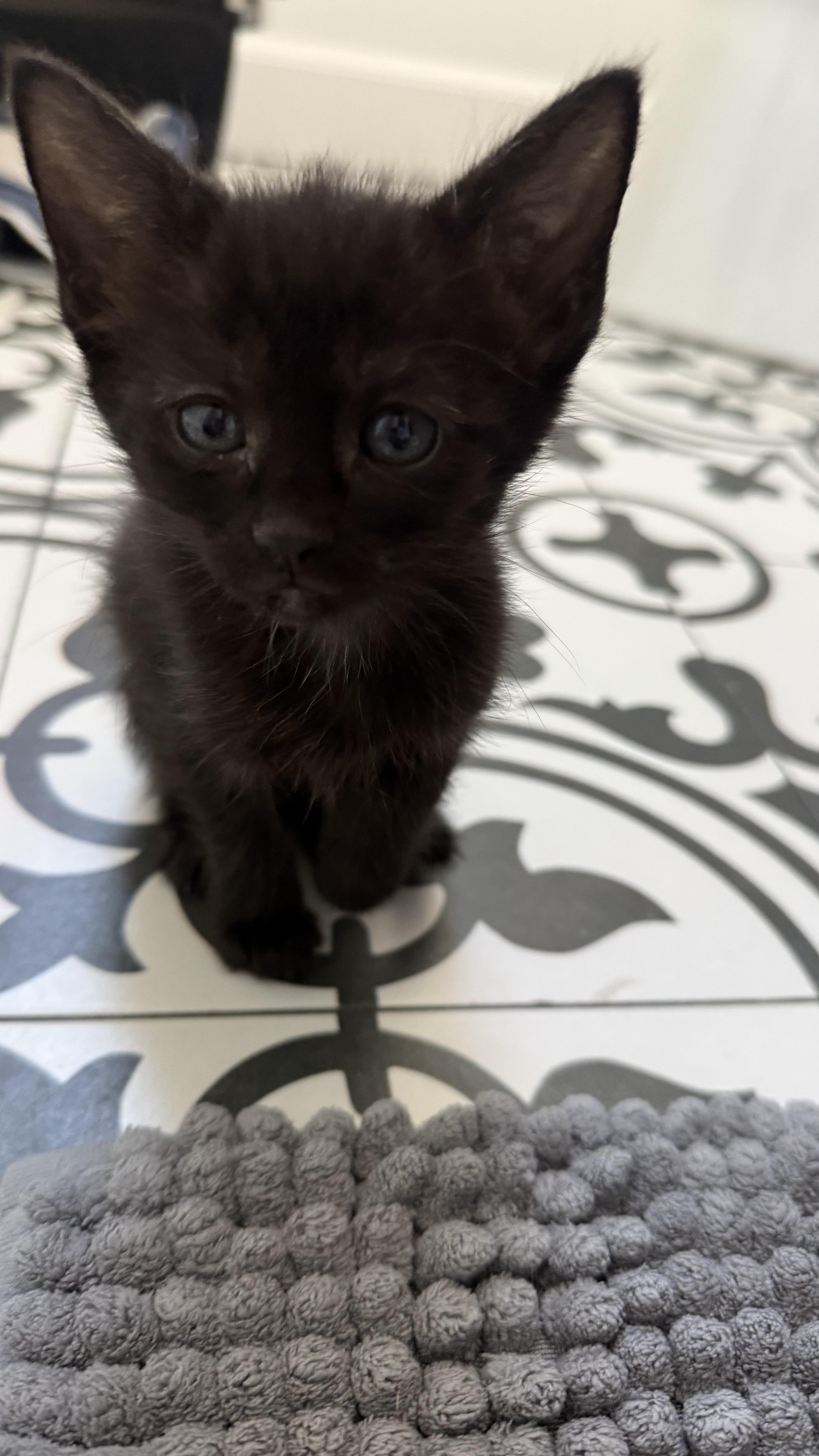 Enlarge Vader, a Adoptable Domestic Short Hair in Pacific Palisades, CA image 4/6