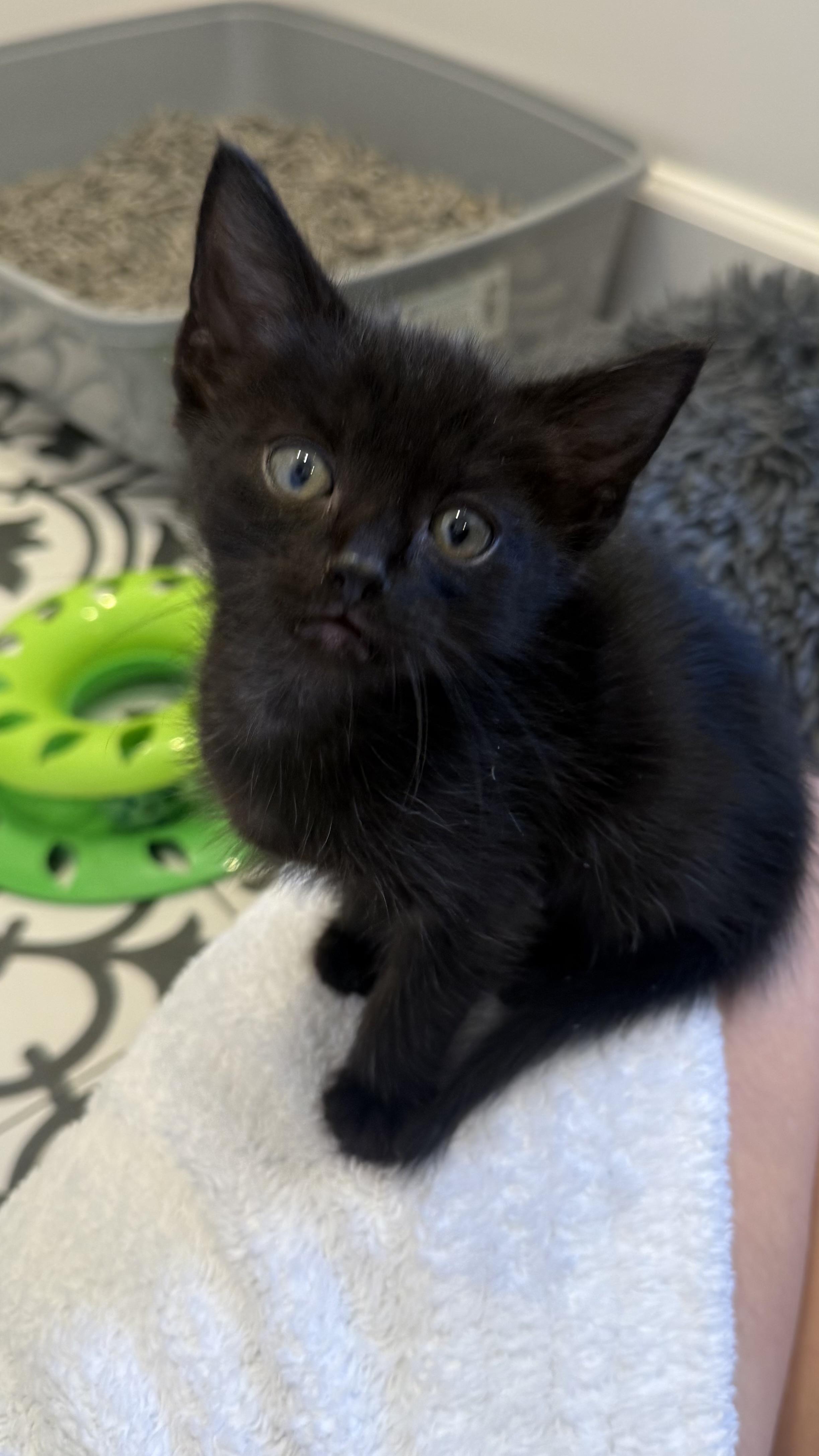 Vader, Adoptable, Kitten Male Domestic Short Hair.