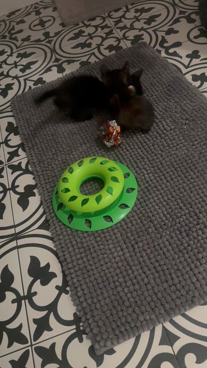 Enlarge Vader, a Adoptable Domestic Short Hair in Pacific Palisades, CA video 6/6