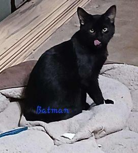 Enlarge Batman, a Adoptable Domestic Short Hair image 1/1