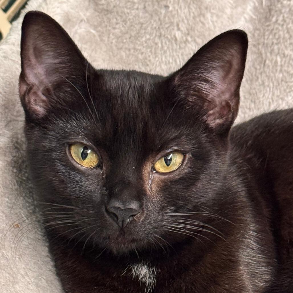 Monica, Adoptable, Young Female Domestic Short Hair.