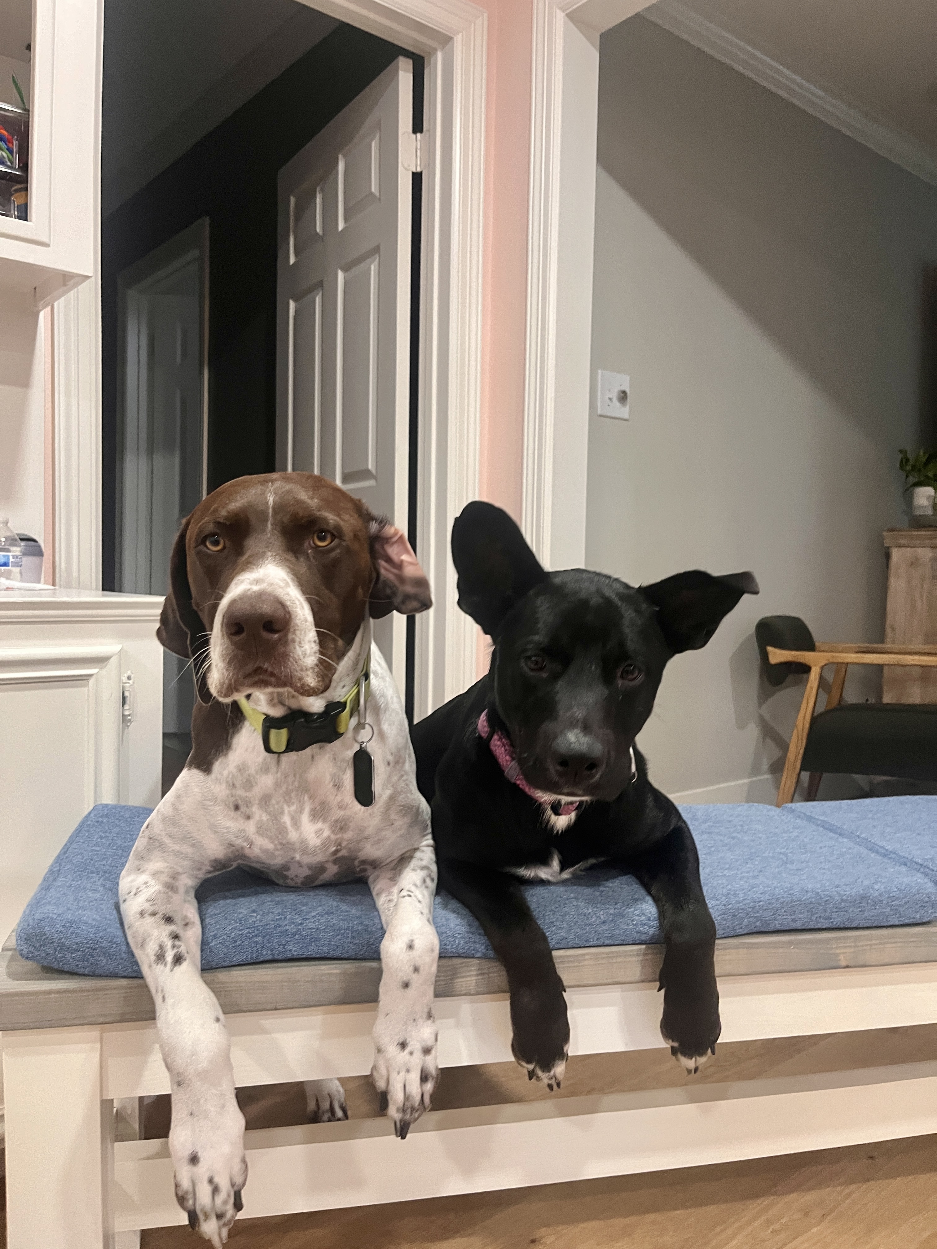 Enlarge Leo, a Adoptable mixed breed in Brookshire, TX image 1/3