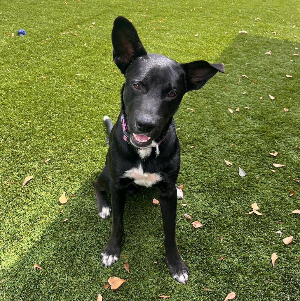 Enlarge Leo, a Adoptable mixed breed in Brookshire, TX image 2/3