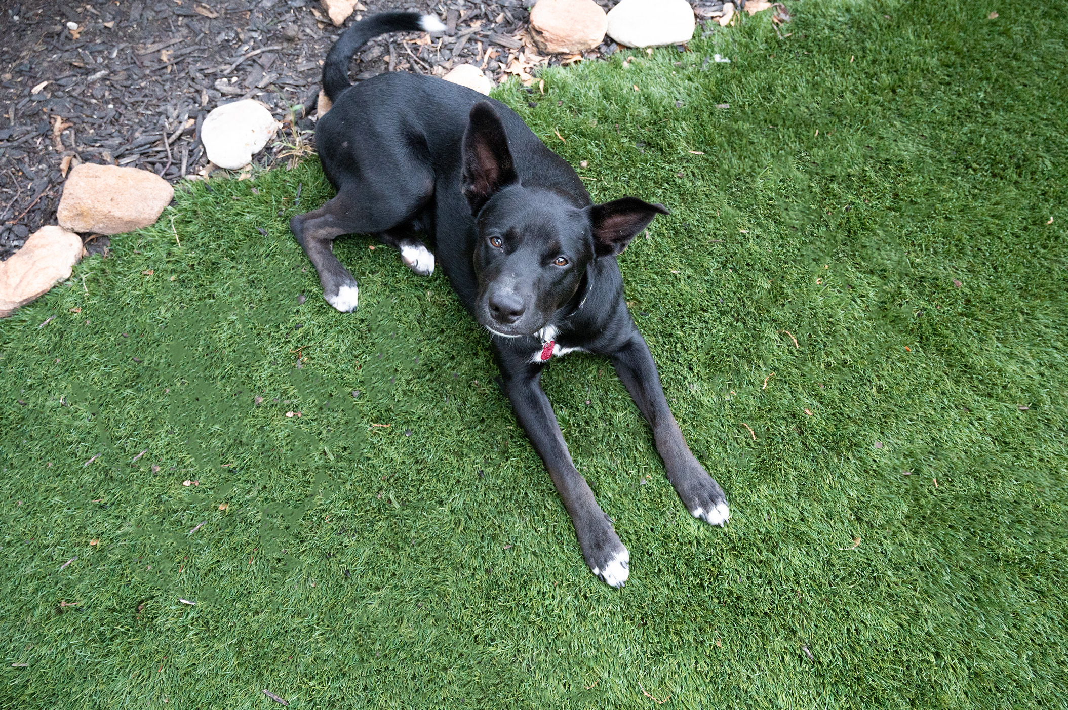 Enlarge Leo, a Adoptable mixed breed in Brookshire, TX image 3/3