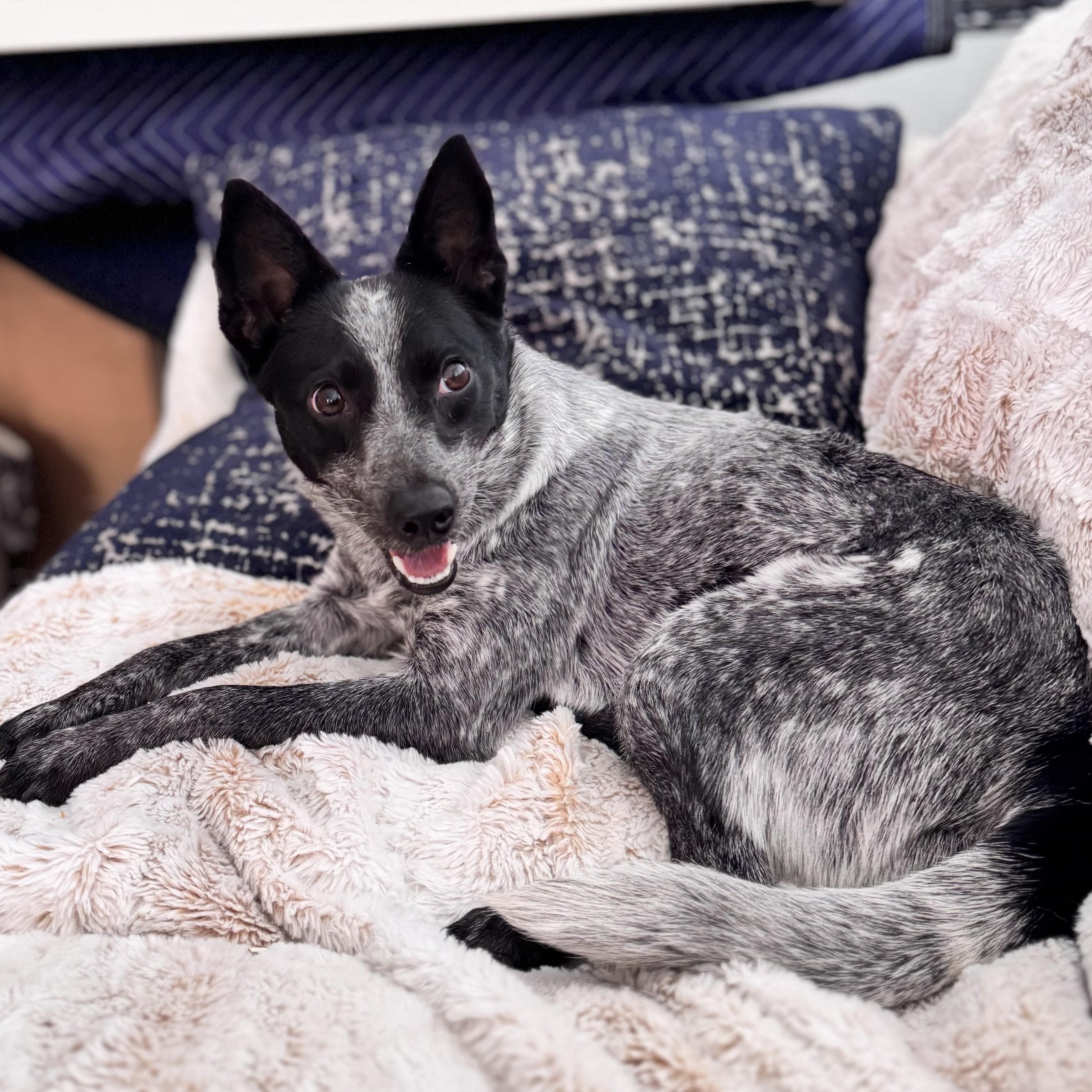 Enlarge Pixie, a ADOPTABLE Australian Cattle Dog / Blue Heeler in Denver, CO image 2/5