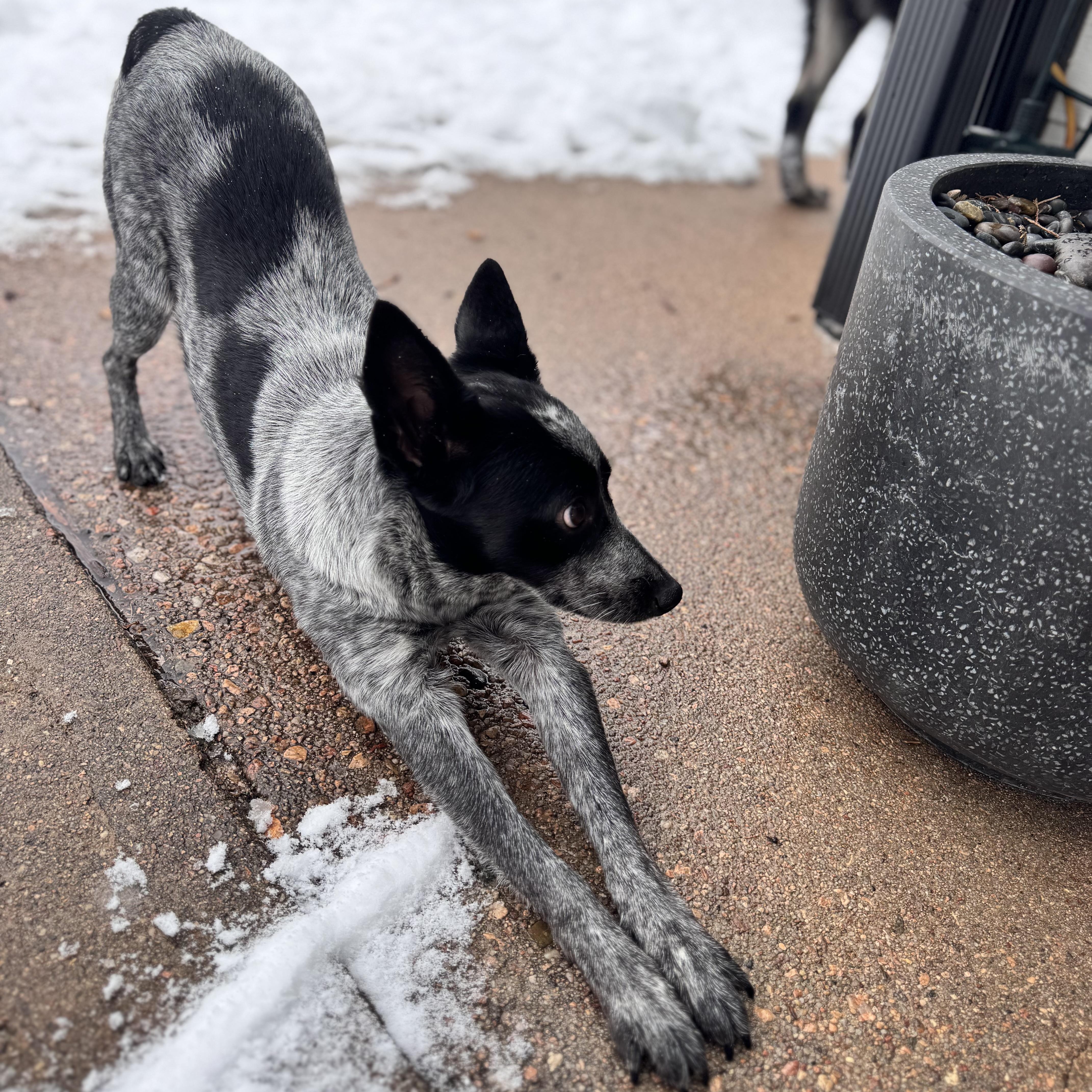 Enlarge Pixie, a ADOPTABLE Australian Cattle Dog / Blue Heeler in Denver, CO image 4/5