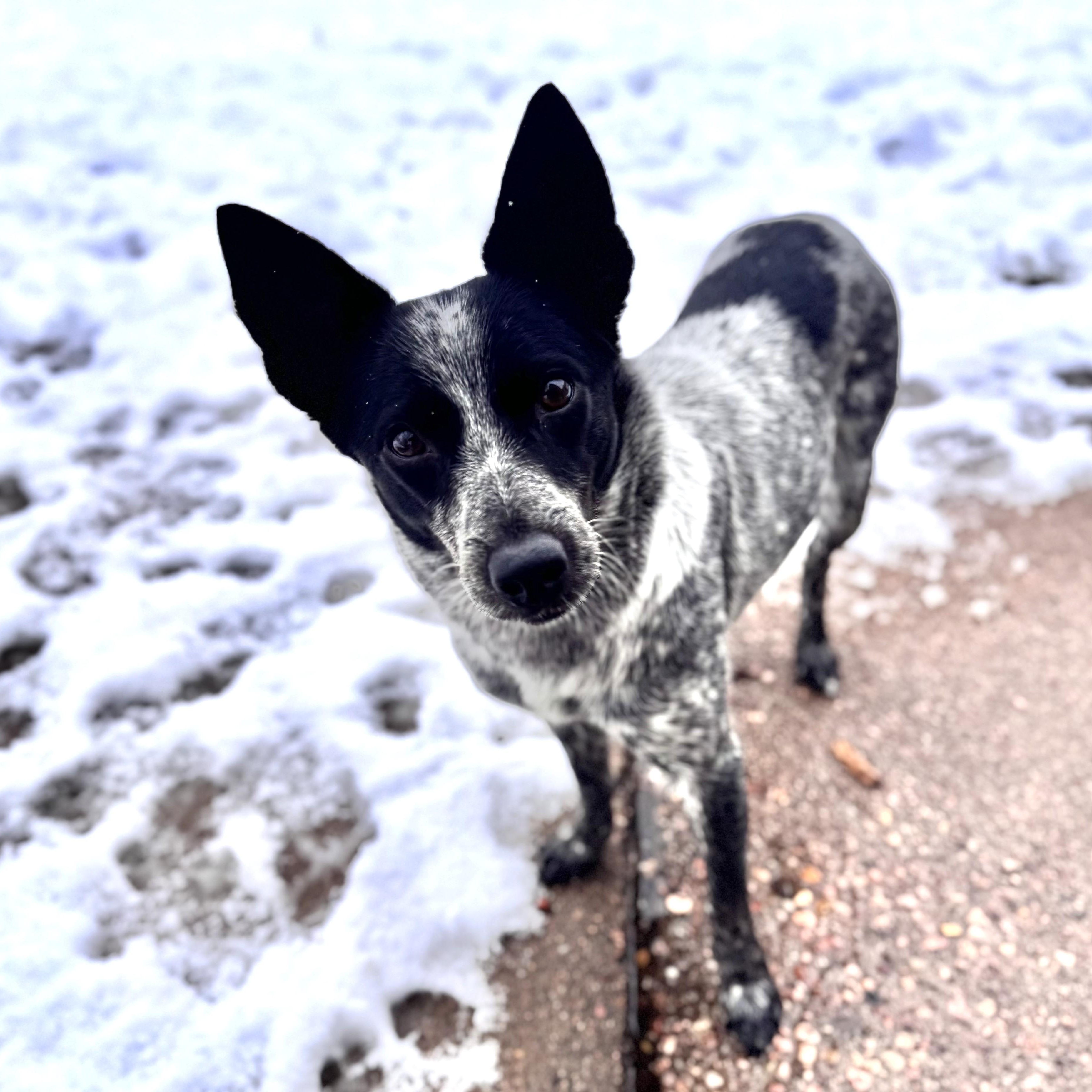 Enlarge Pixie, a ADOPTABLE Australian Cattle Dog / Blue Heeler in Denver, CO image 5/5