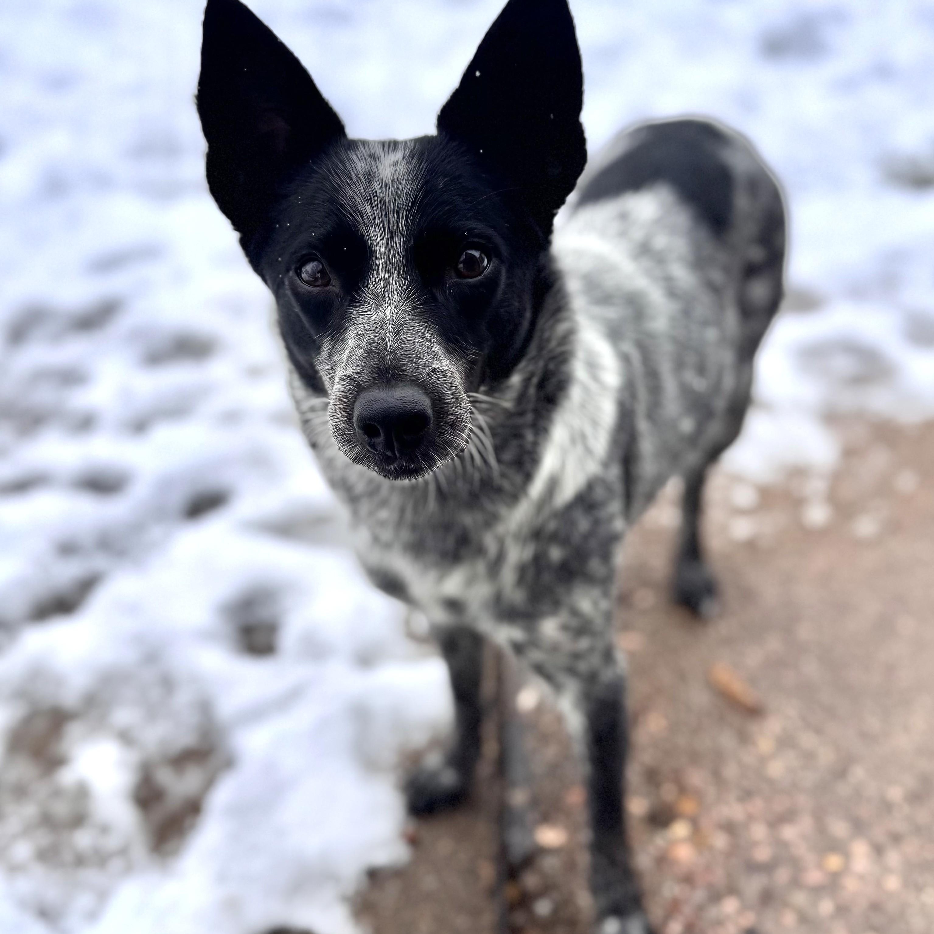 Enlarge Pixie, a ADOPTABLE Australian Cattle Dog / Blue Heeler in Denver, CO image 3/5