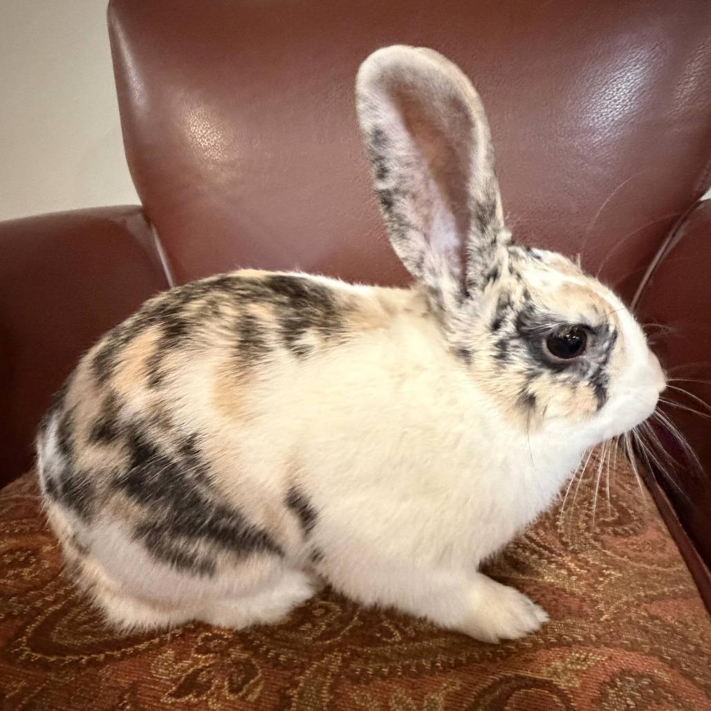 Caleb, Adoptable, Young Male Bunny Rabbit.