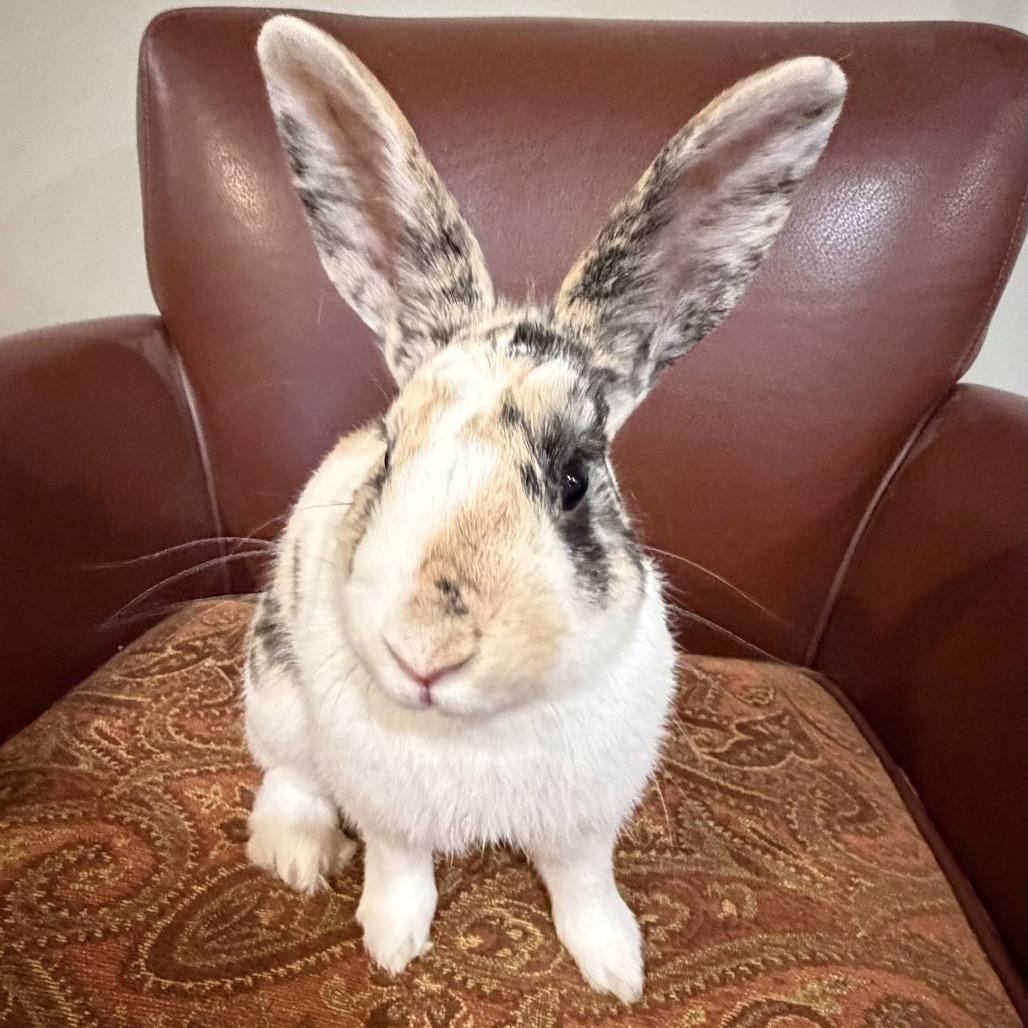 Caleb, a Adoptable Bunny Rabbit in Baltimore, MD image 2/2