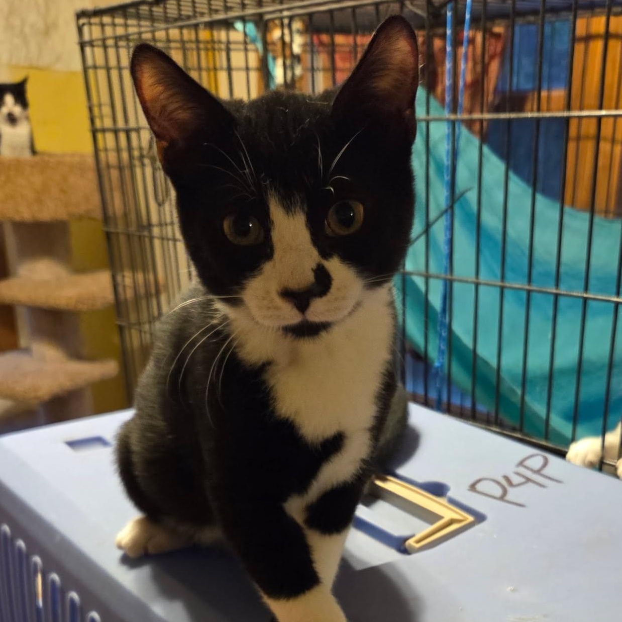 Checkers, an adoptable Domestic Medium Hair in Topsham, ME, 04086 | Photo Image 1