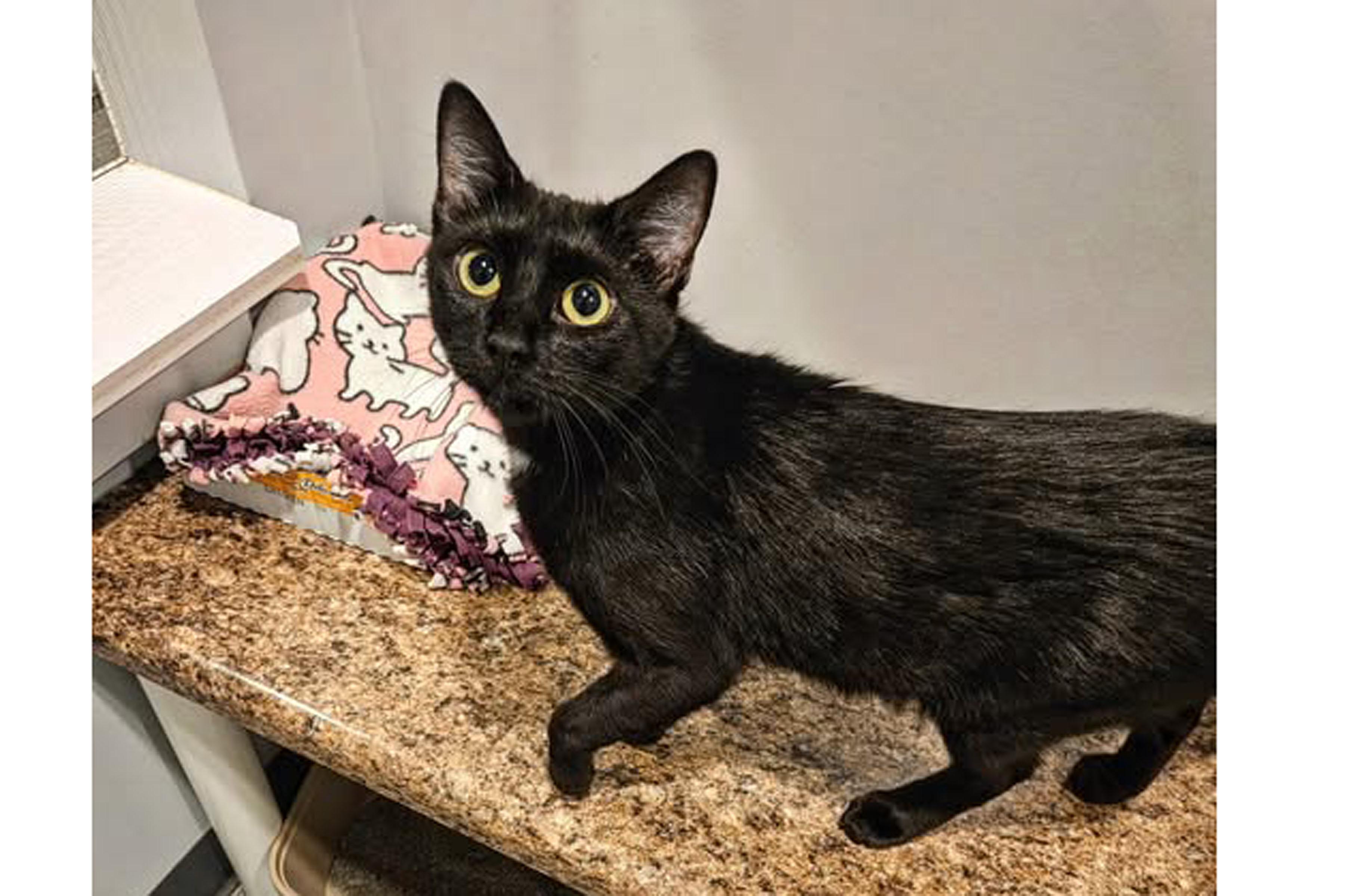 Enlarge Midnight, an adopted Domestic Short Hair in Lincoln, NE image 2/2