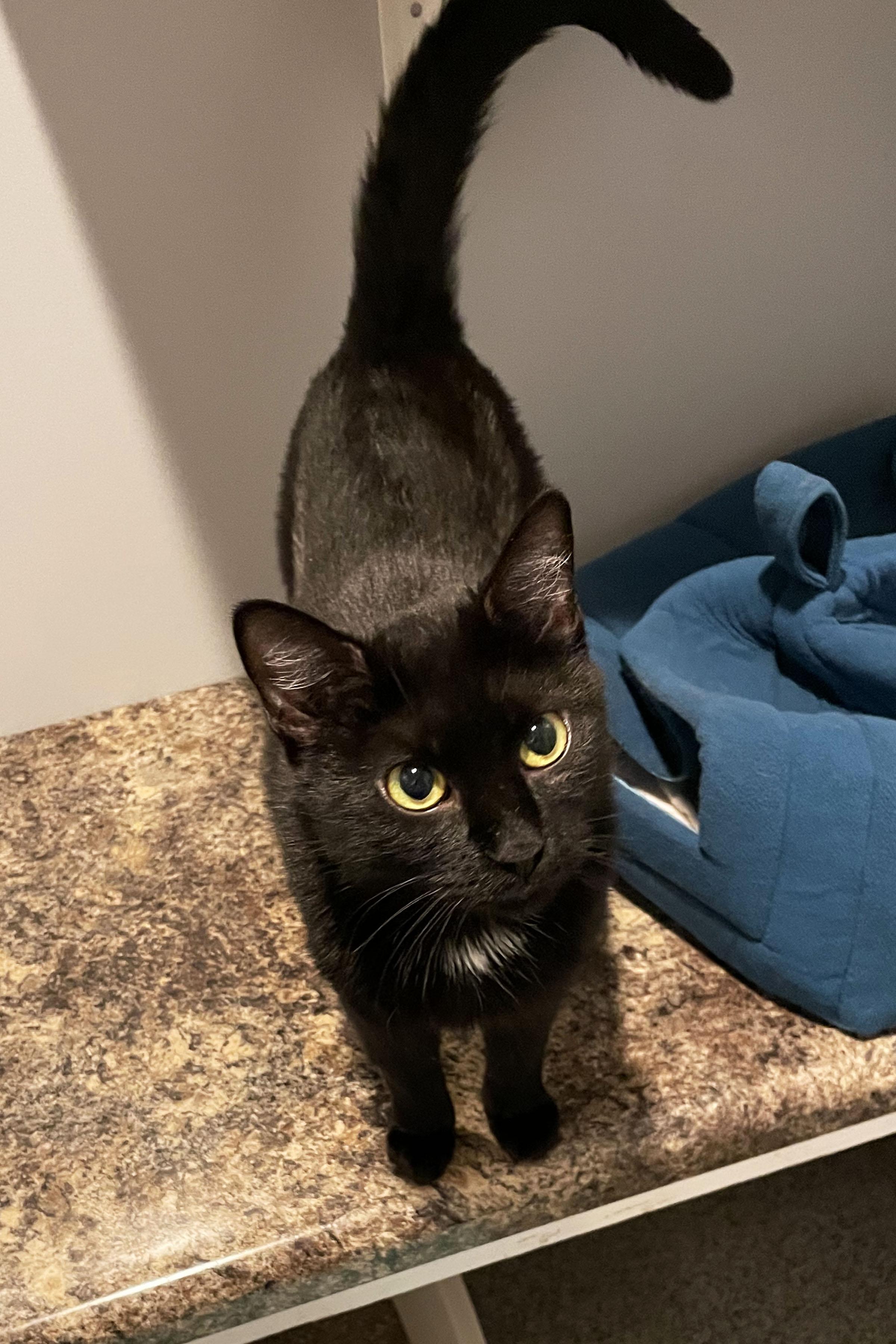 Enlarge Midnight, an adopted Domestic Short Hair in Lincoln, NE image 1/2