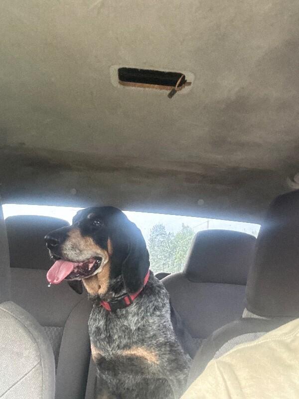 Enlarge Blue, a Adoptable Bluetick Coonhound in Thomasville, AL image 1/3