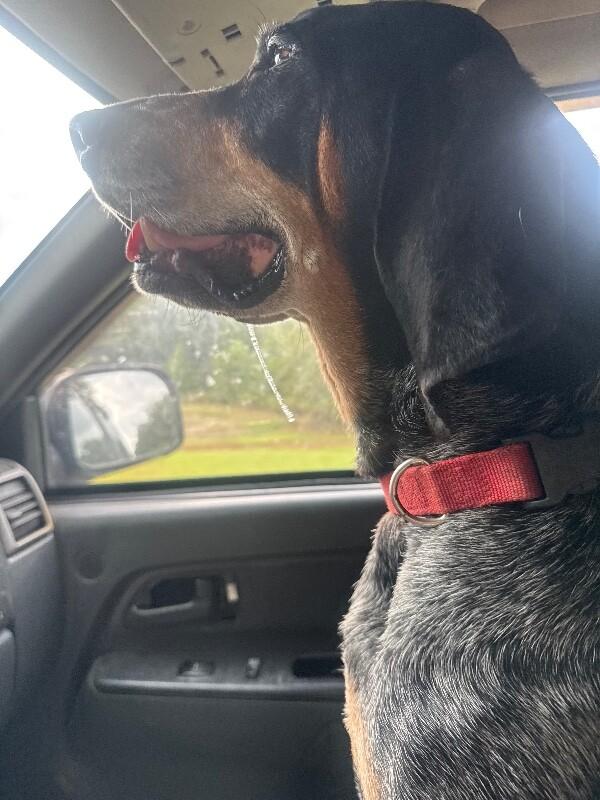 Enlarge Blue, a Adoptable Bluetick Coonhound in Thomasville, AL image 2/3