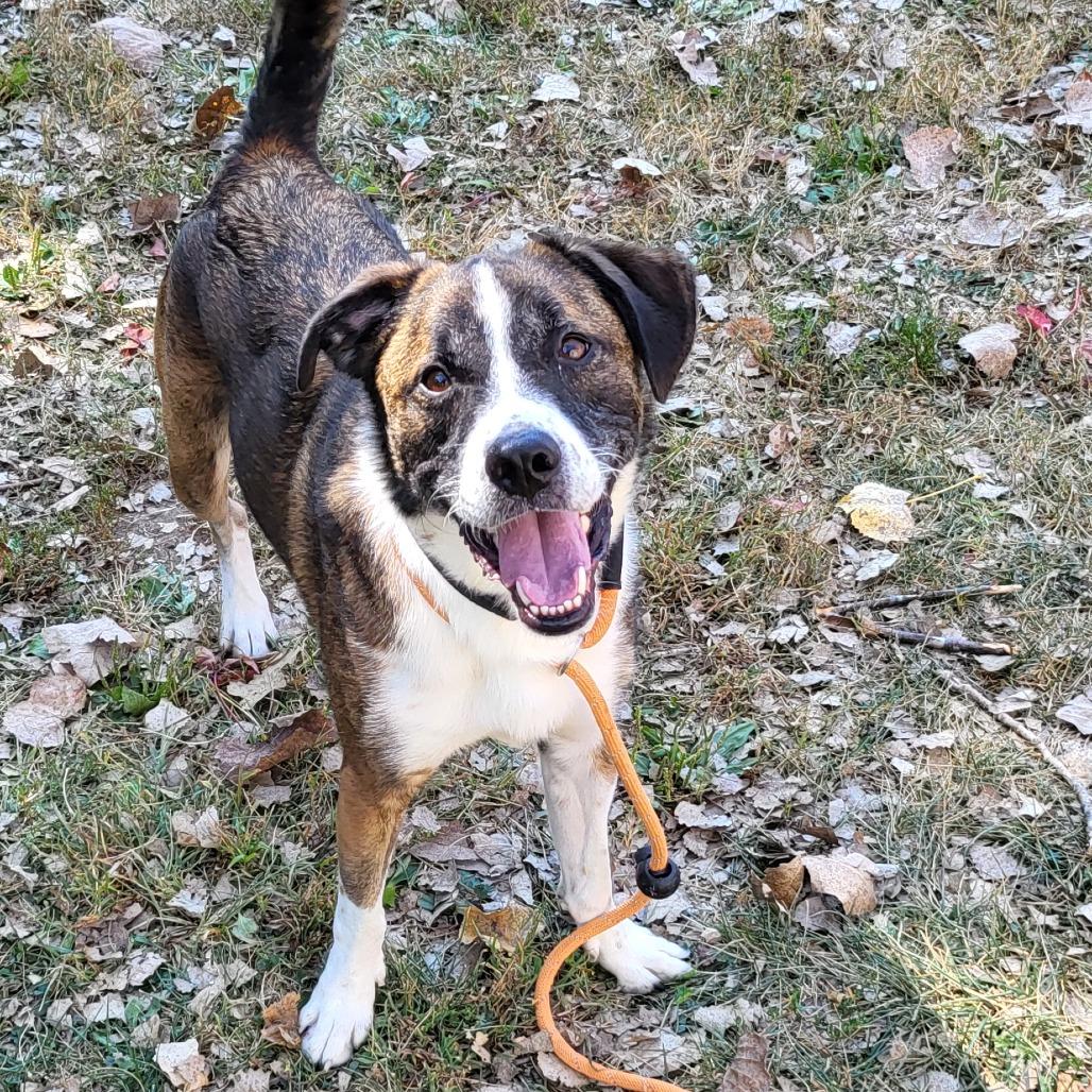 Sam Handwich, a Adoptable Mixed Breed in Warrensburg, MO image 1/3