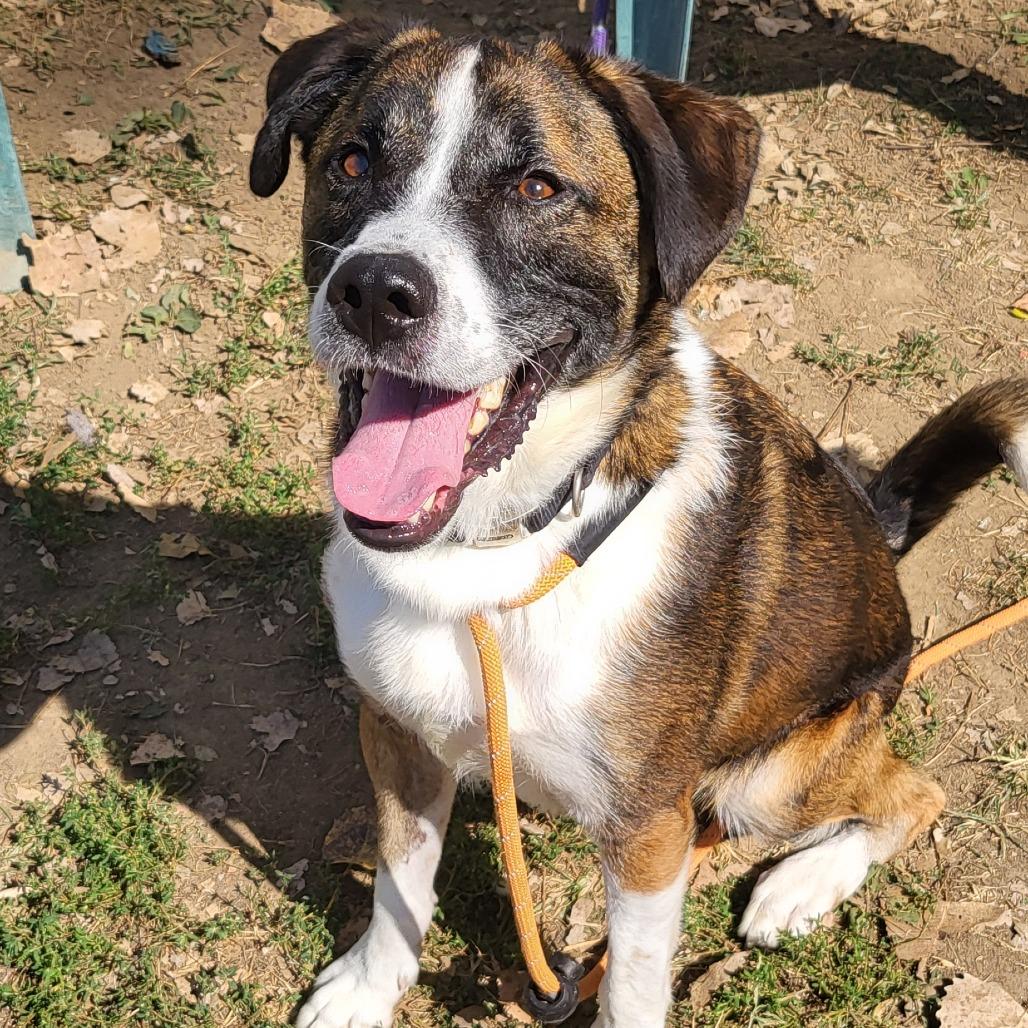 Sam Handwich, a Adoptable Mixed Breed in Warrensburg, MO image 2/3