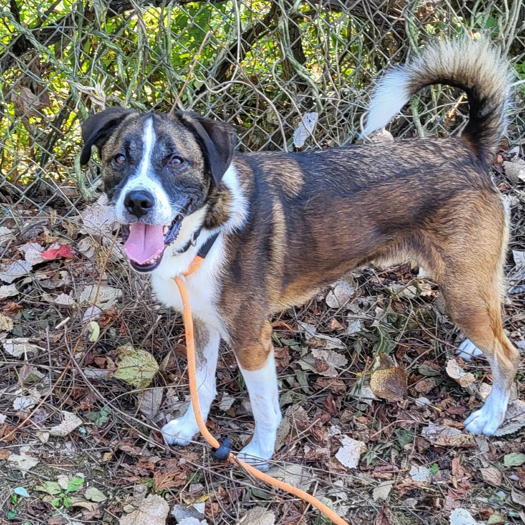 Sam Handwich, a Adoptable Mixed Breed in Warrensburg, MO image 3/3
