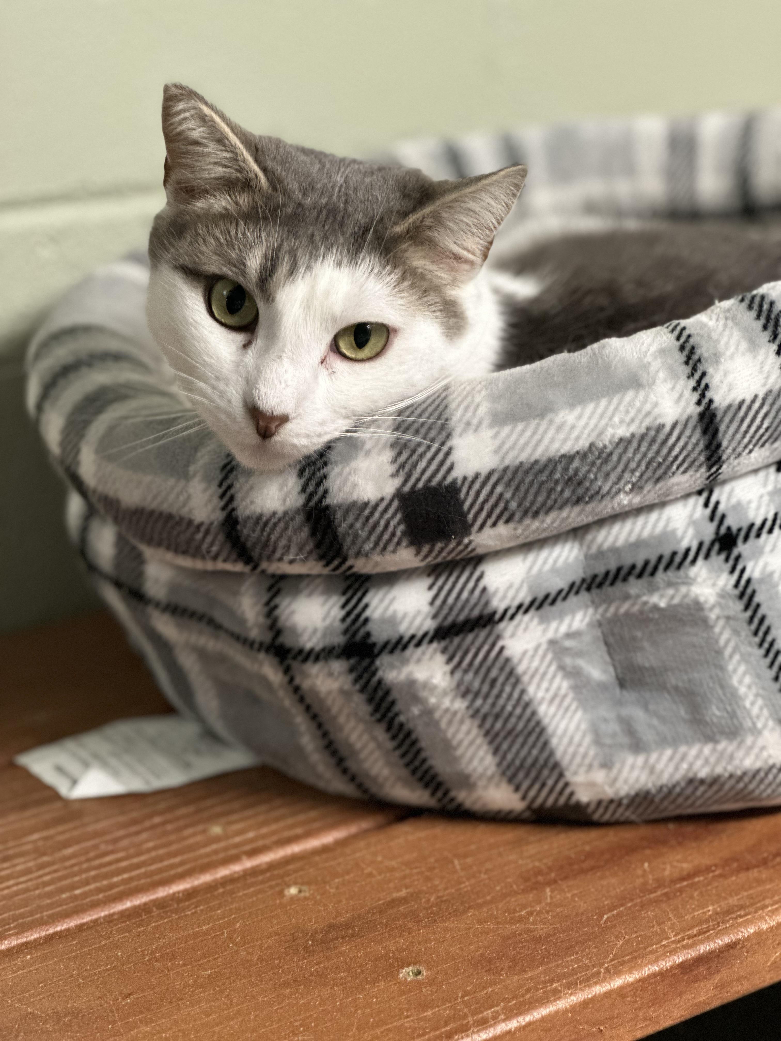 Cleo, a Adoptable Domestic Short Hair in North East, MD image 1/9