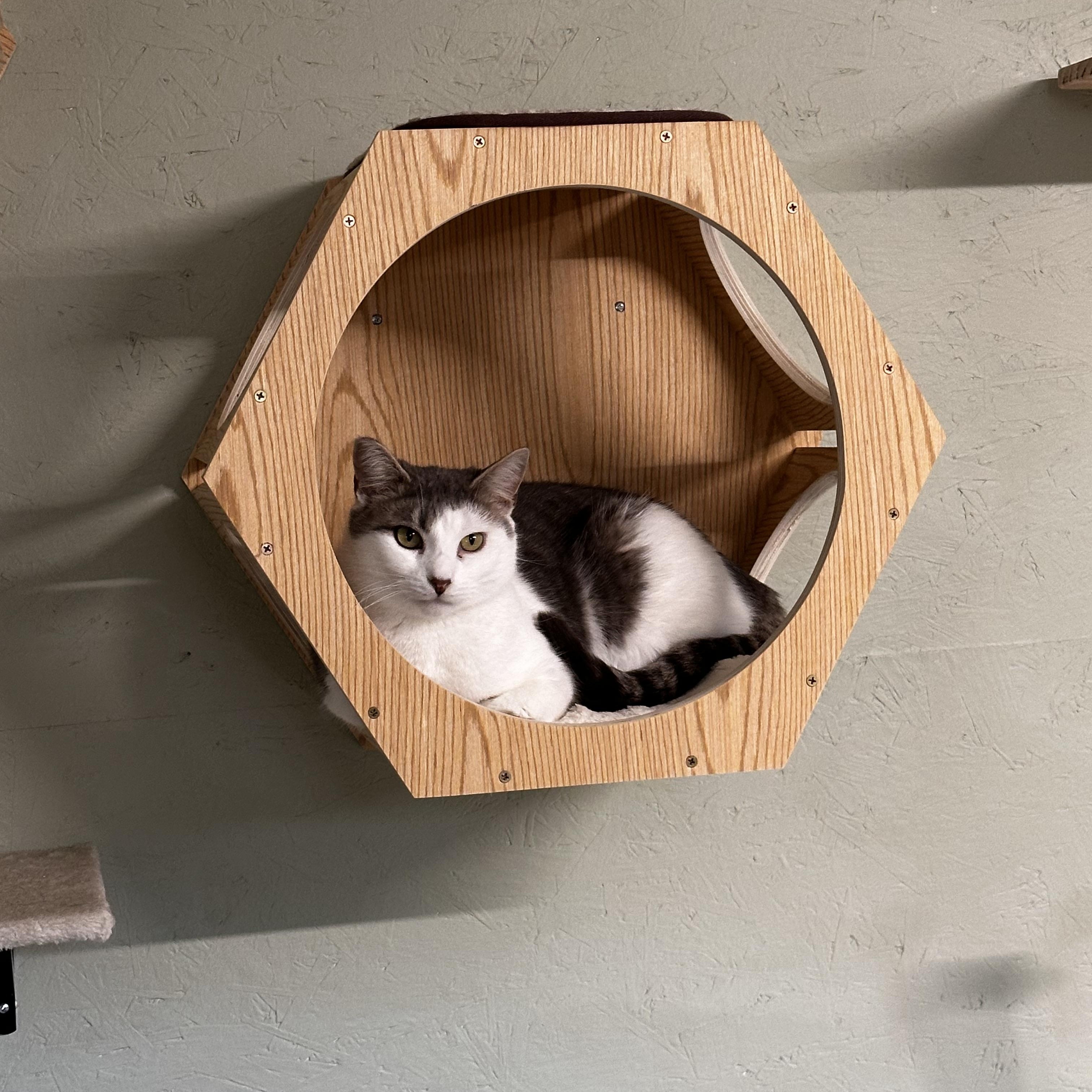 Cleo, a Adoptable Domestic Short Hair in North East, MD image 4/9