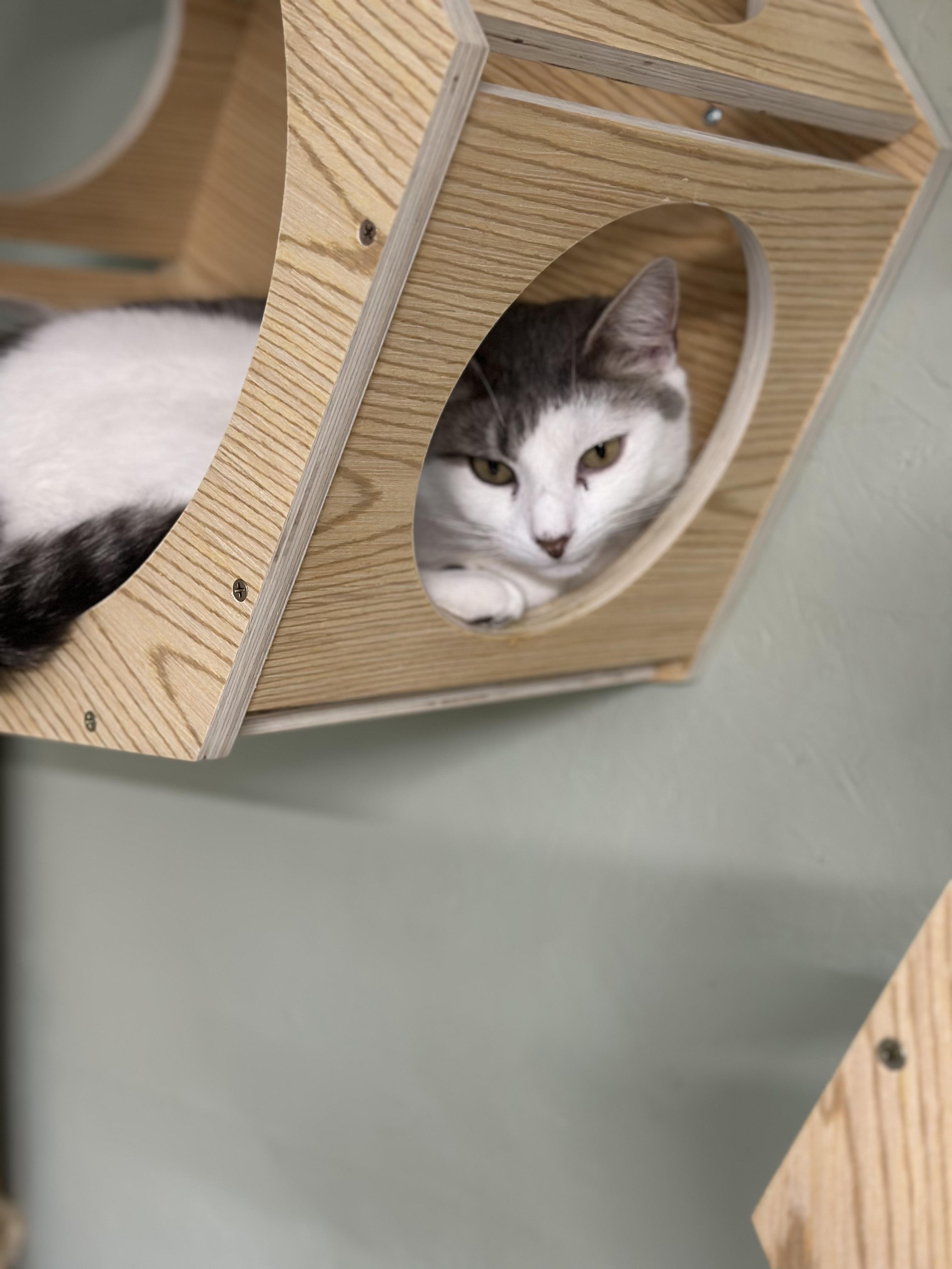 Enlarge Cleo, a Adoptable Domestic Short Hair in North East, MD image 7/9