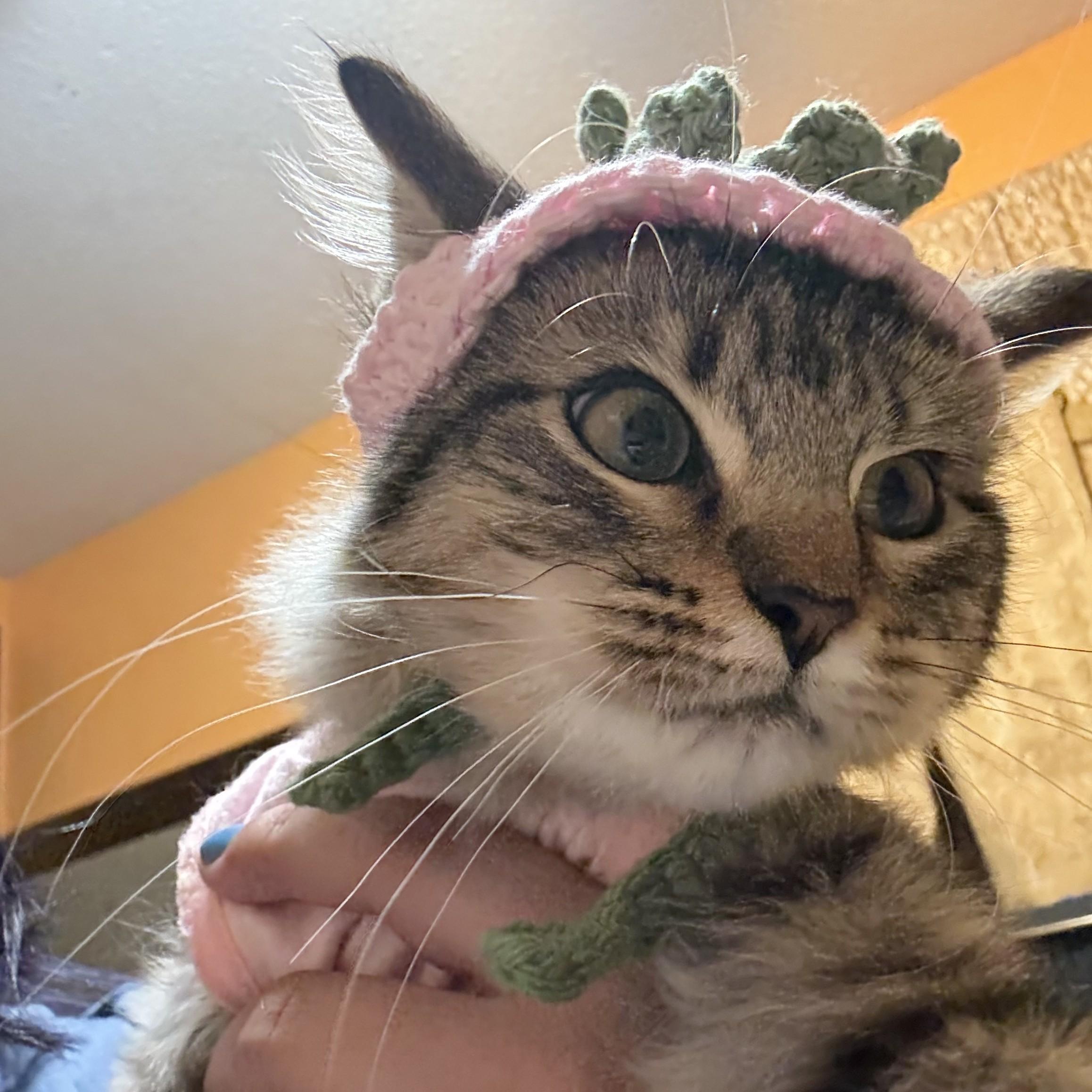 Junia, Adoptable, Young Female Tabby.