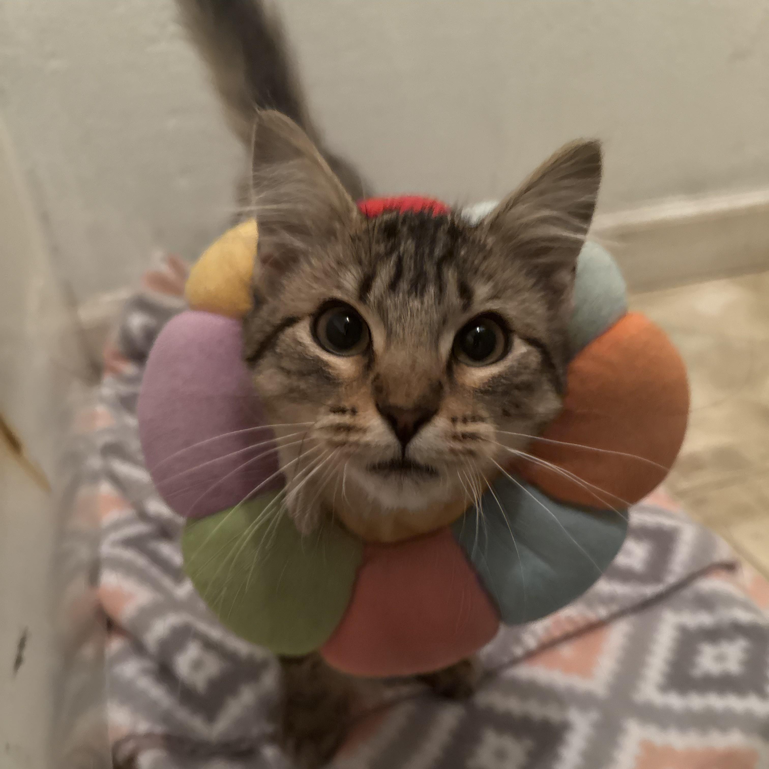 Enlarge Junia, a Adoptable Tabby in Allen, TX image 2/6
