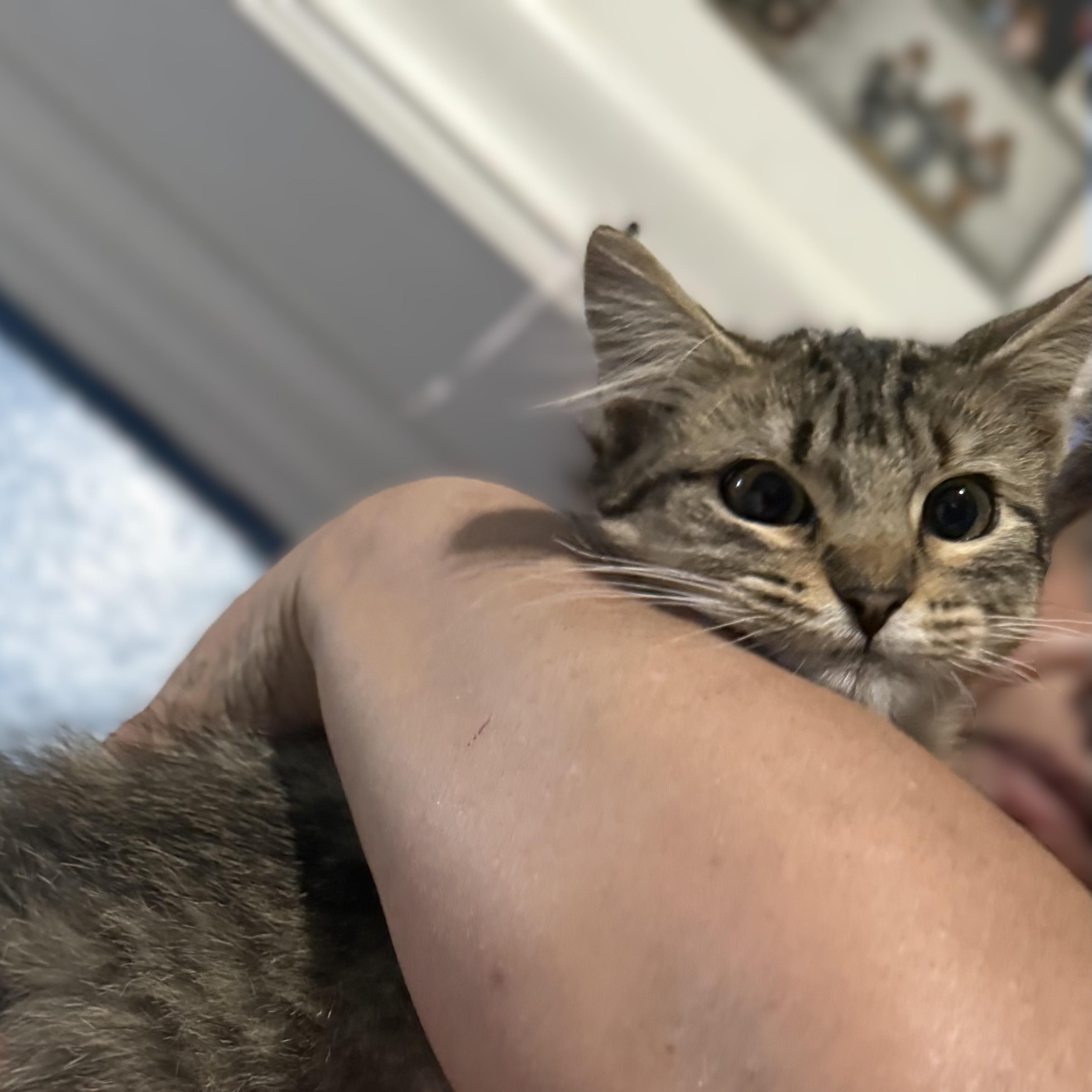 Enlarge Junia, a Adoptable Tabby in Allen, TX image 3/6